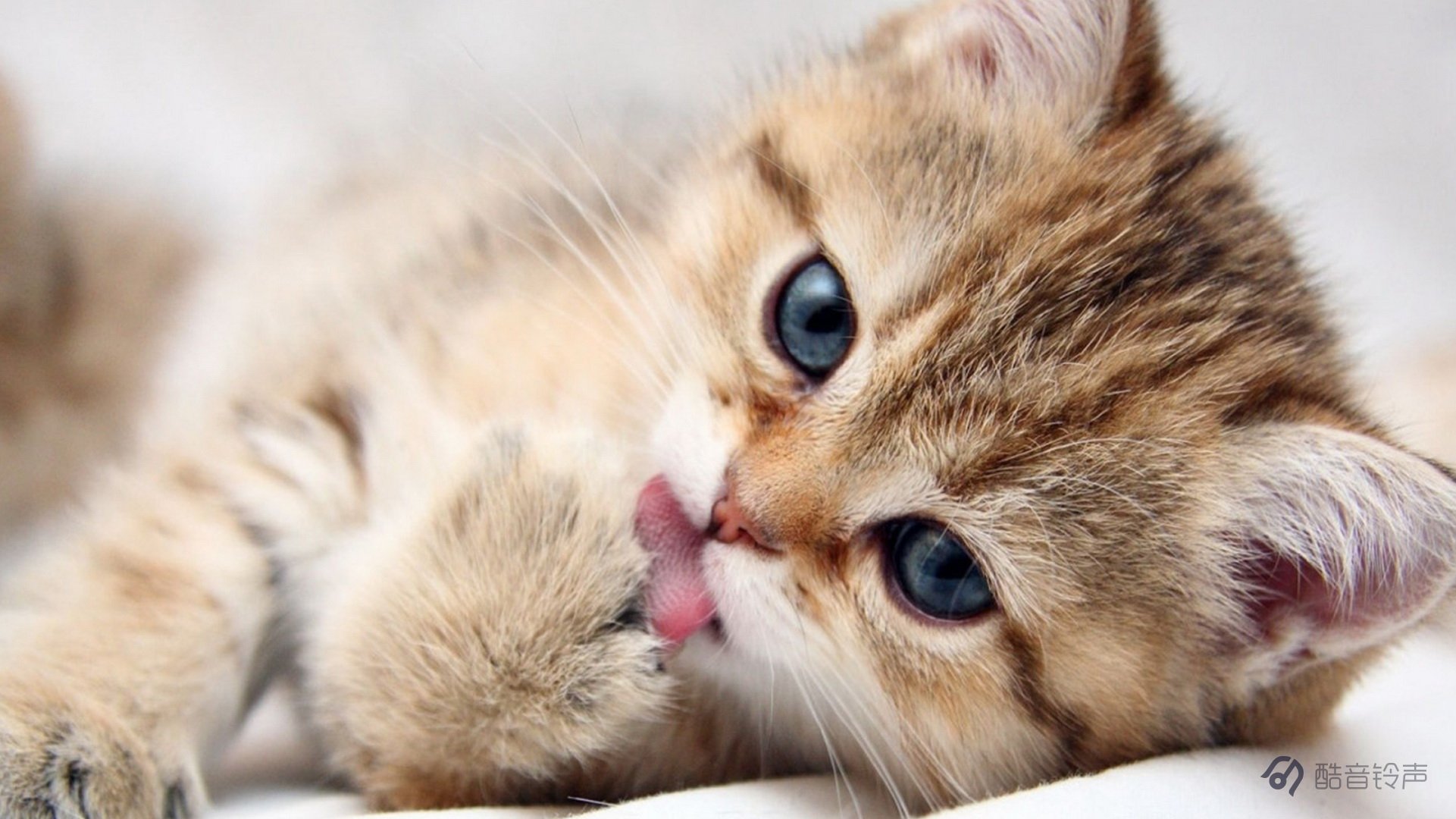 喵星人 萌宠 宠物 猫