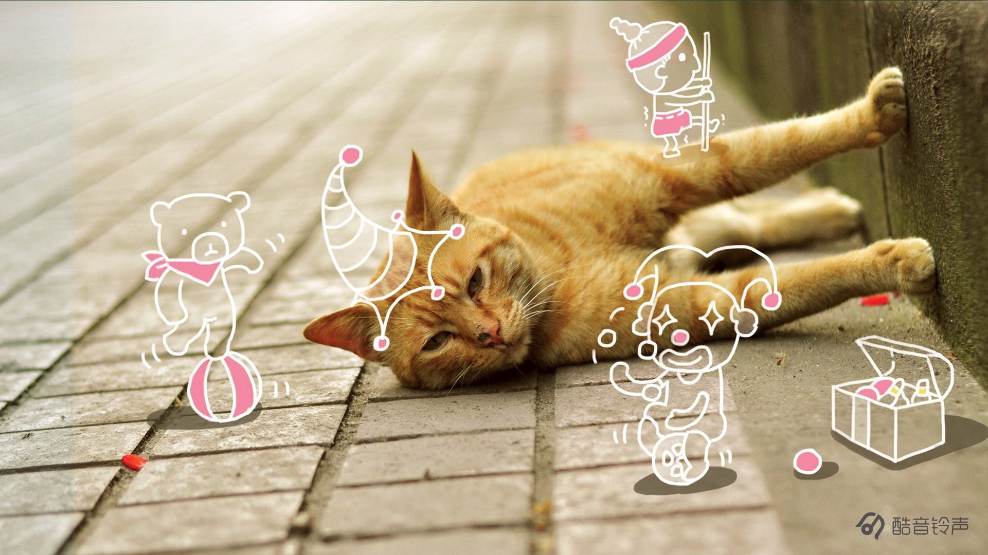 喵星人 萌宠 宠物 猫