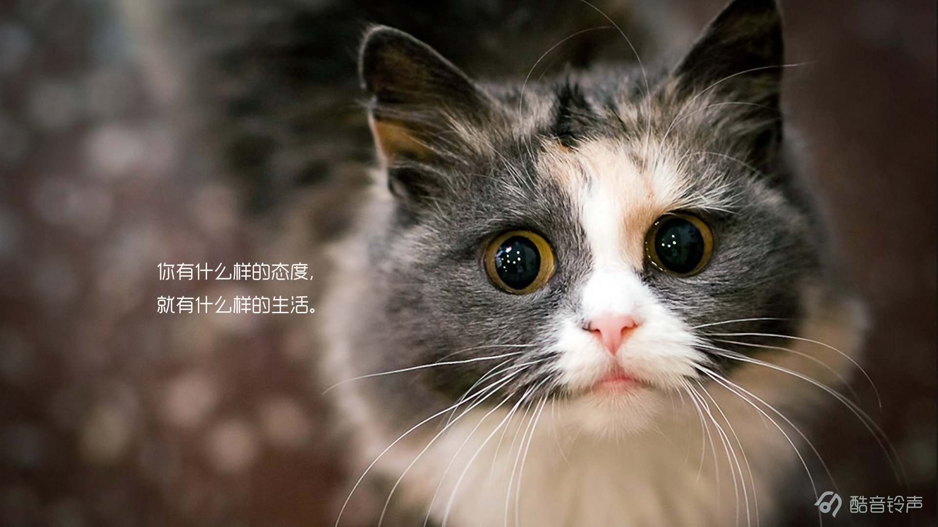 喵星人 萌宠 宠物 猫