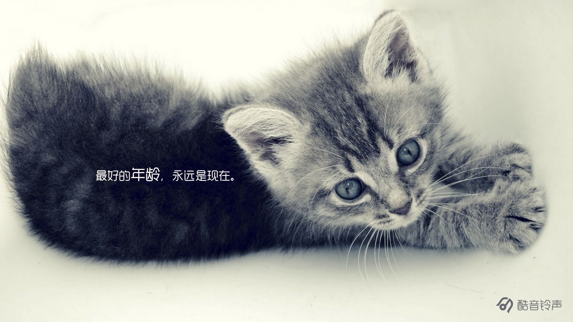 喵星人 萌宠 宠物 猫