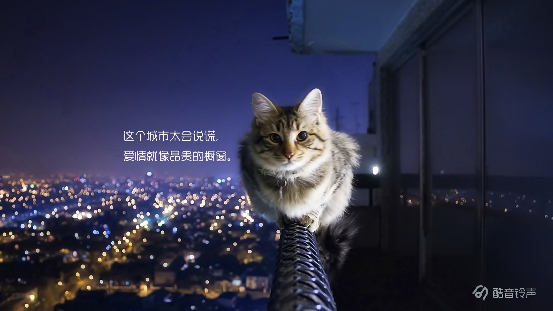 喵星人 萌宠 宠物 猫