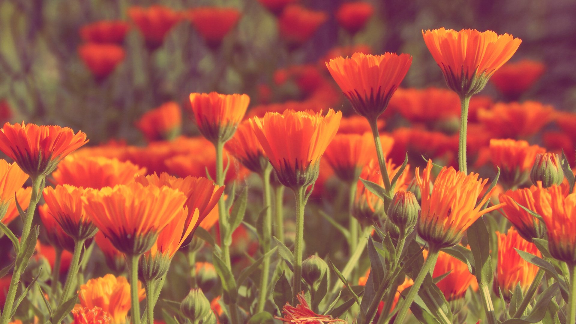 小清新 温暖 干净 安静 唯美 静物 物语 时光