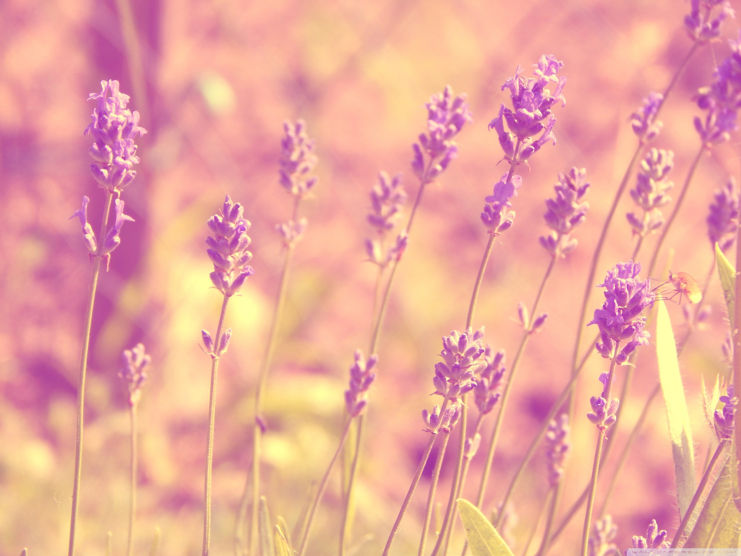 小清新 温暖 干净 安静 唯美 静物 物语 时光