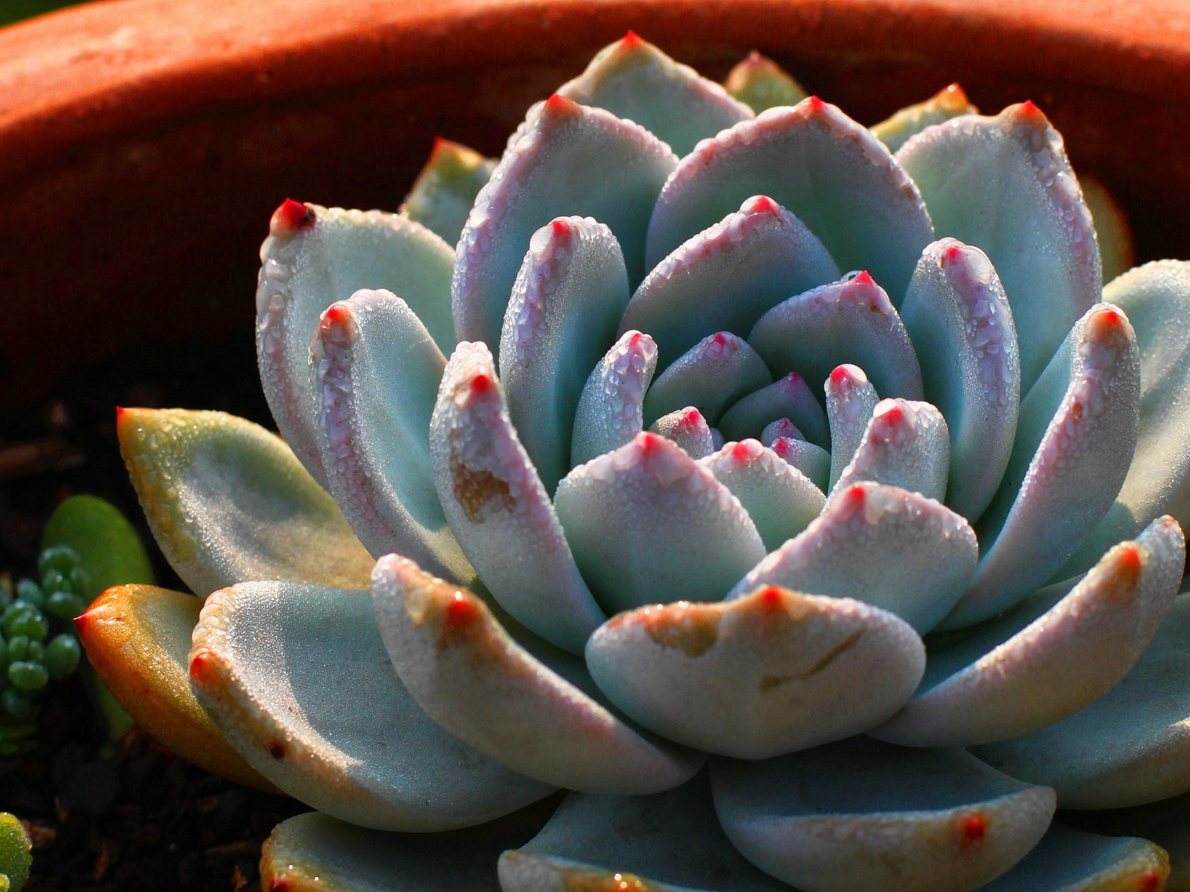 小清新 温暖 干净 安静 唯美 静物 物语 时光 多肉 植物 可爱