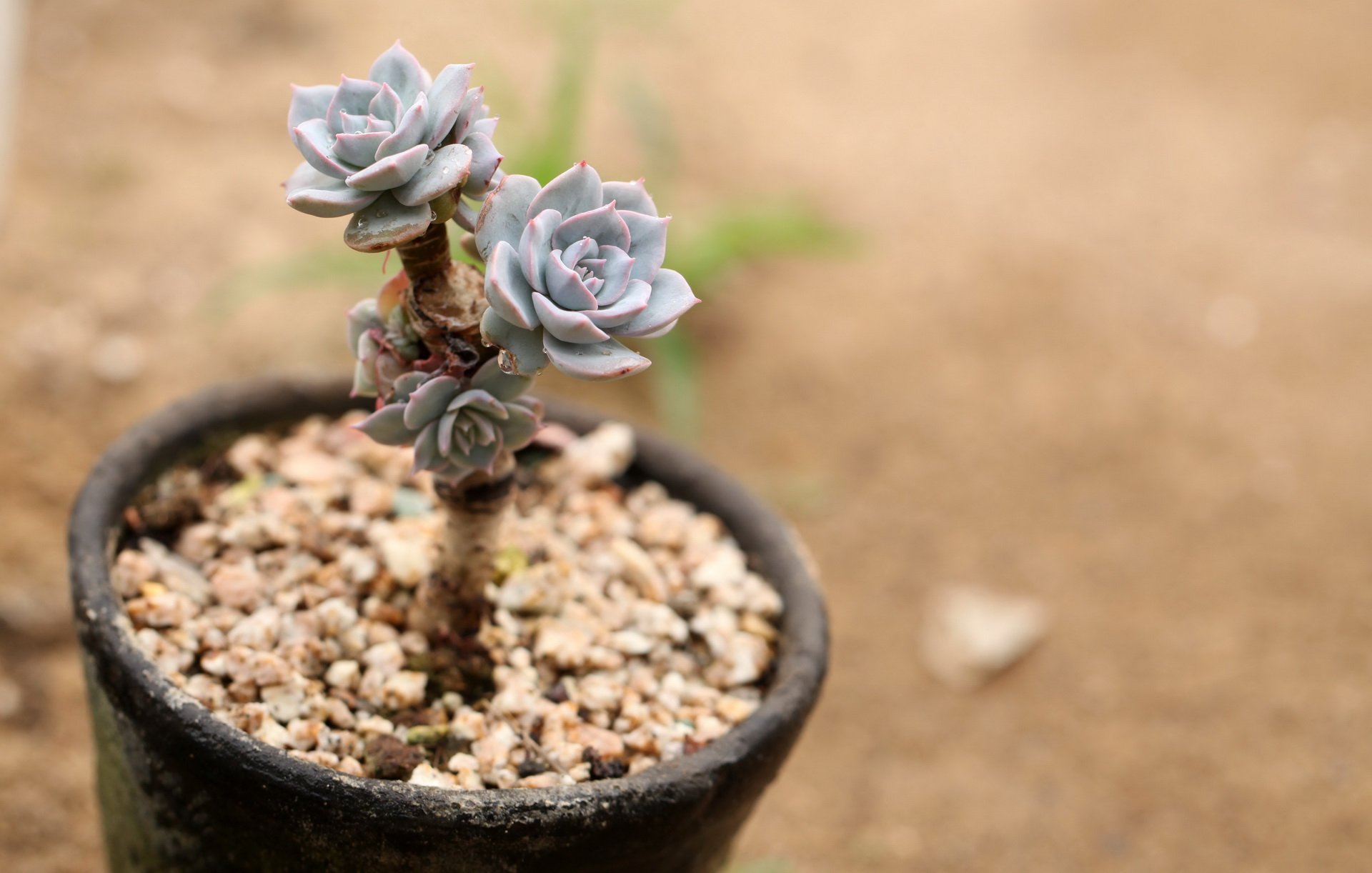 小清新 温暖 干净 安静 唯美 静物 物语 时光 多肉 植物 可爱