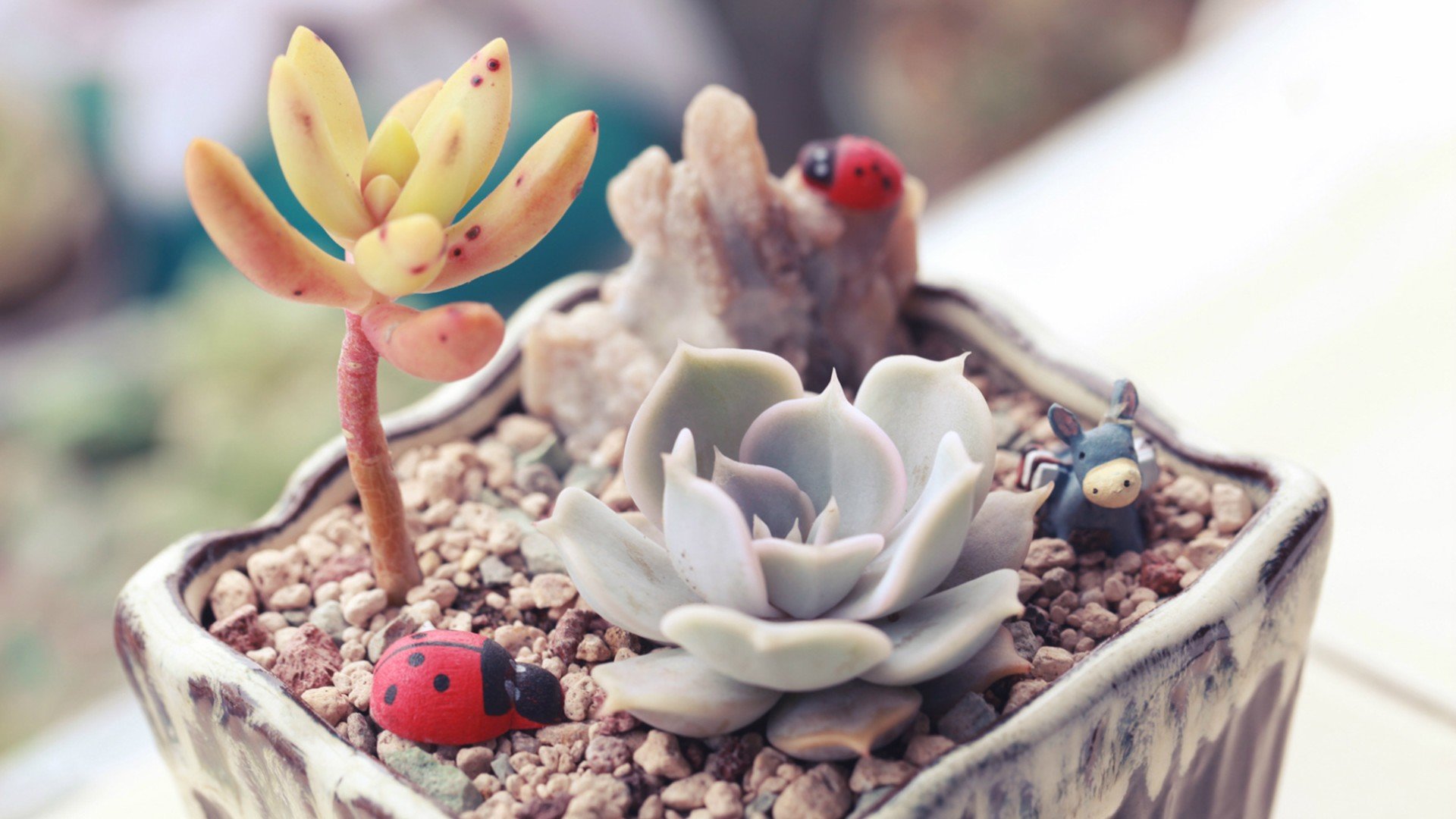 小清新 温暖 干净 安静 唯美 静物 物语 时光 多肉 植物 可爱