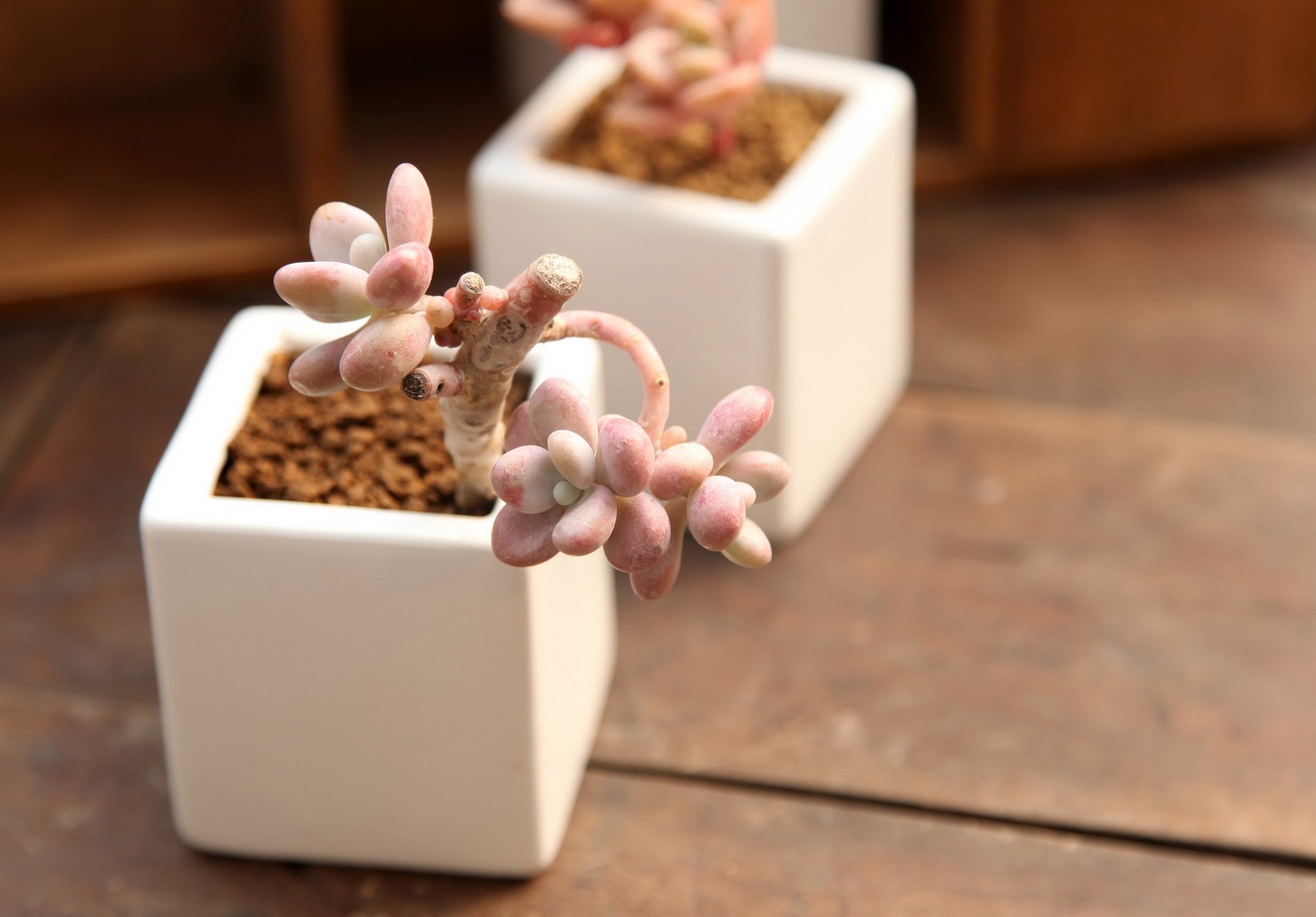 小清新 温暖 干净 安静 唯美 静物 物语 时光 多肉 植物 可爱