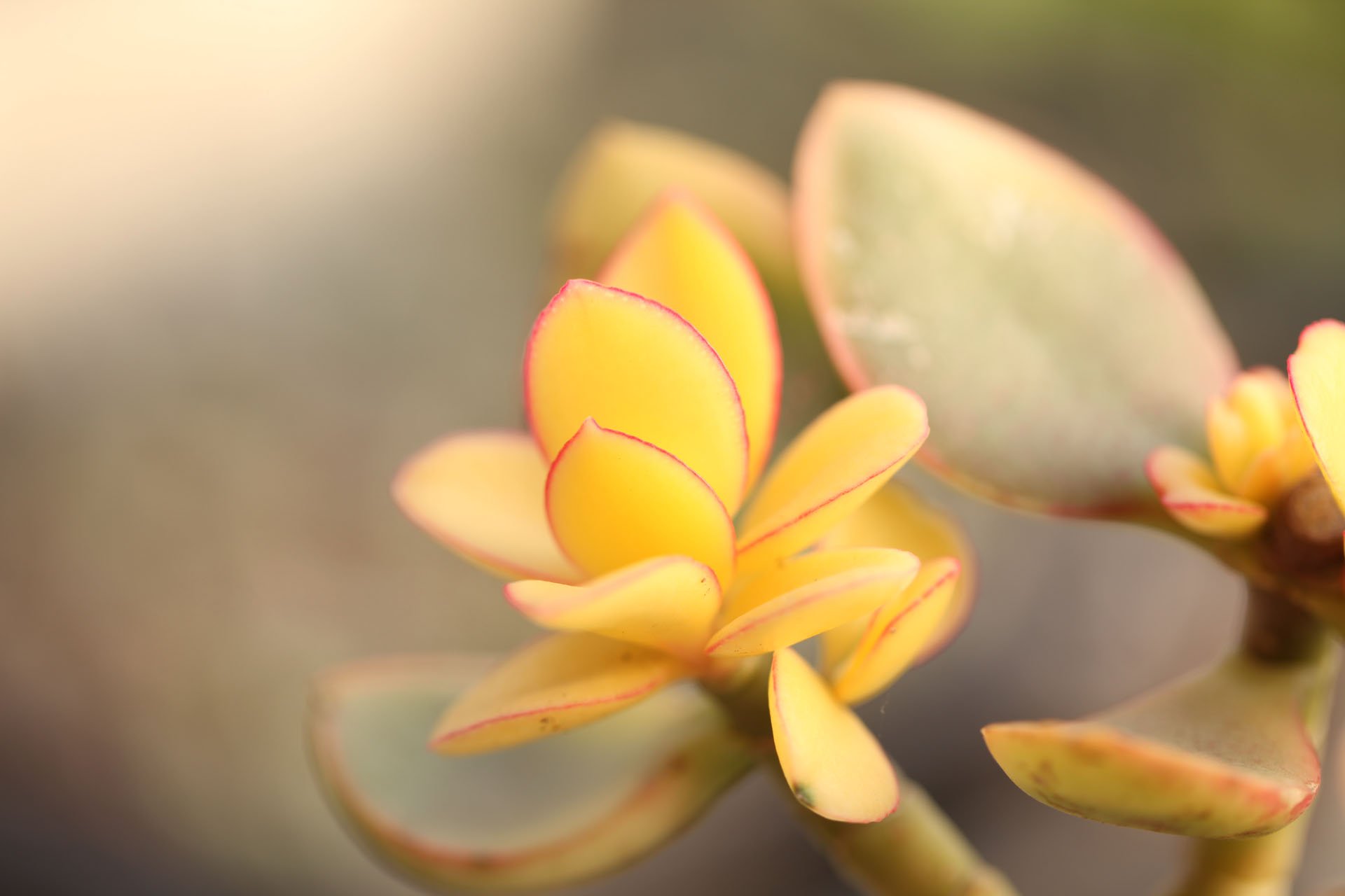 小清新 温暖 干净 安静 唯美 静物 物语 时光 多肉 植物 可爱