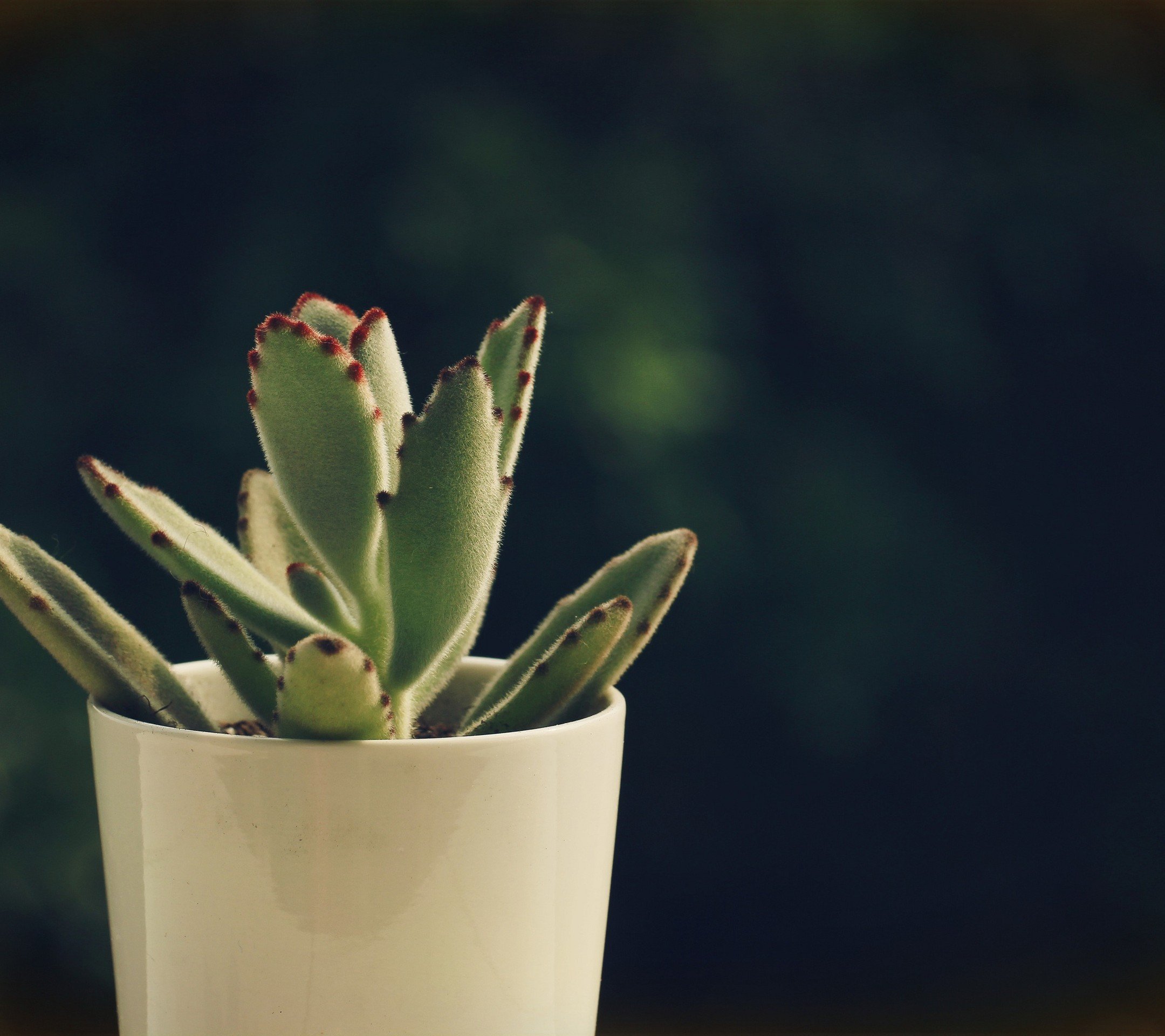 小清新 温暖 干净 安静 唯美 静物 物语 时光 多肉 植物 可爱