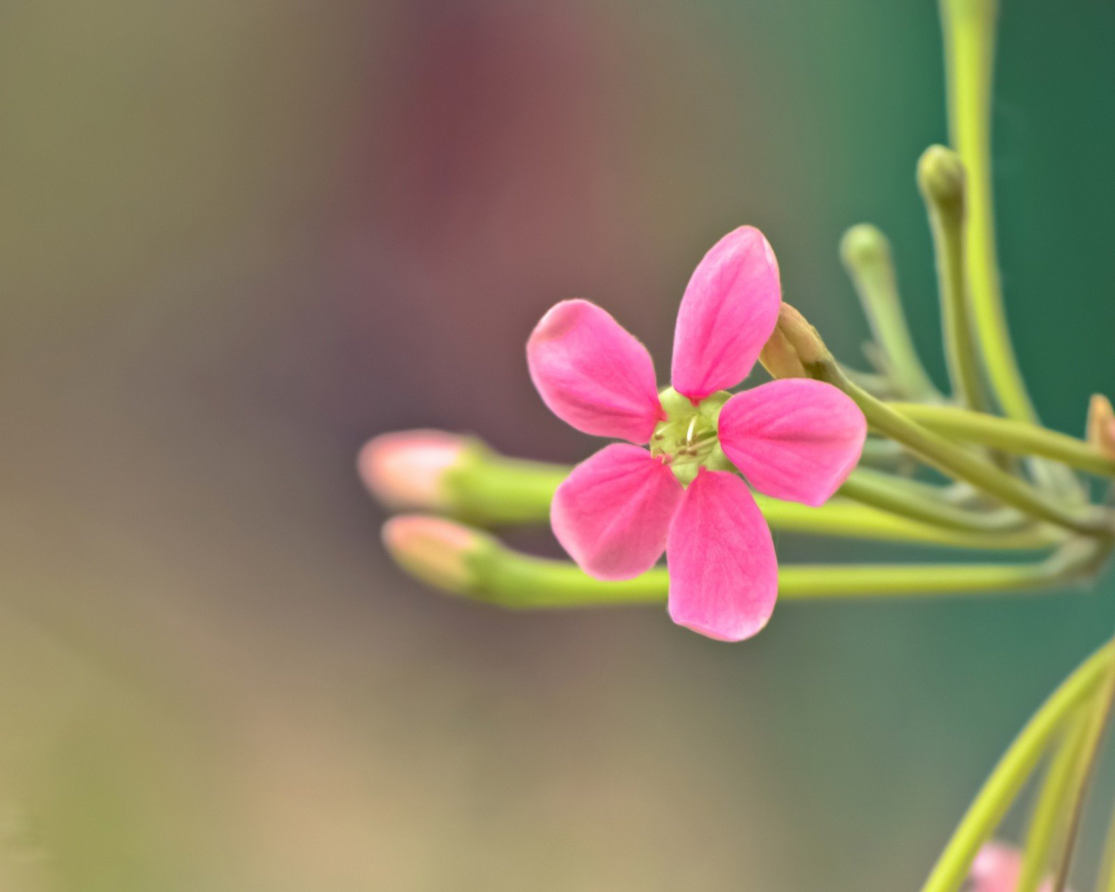 小清新 温暖 干净 安静 唯美 静物 物语 时光 花 清新淡雅 鸟语花香
