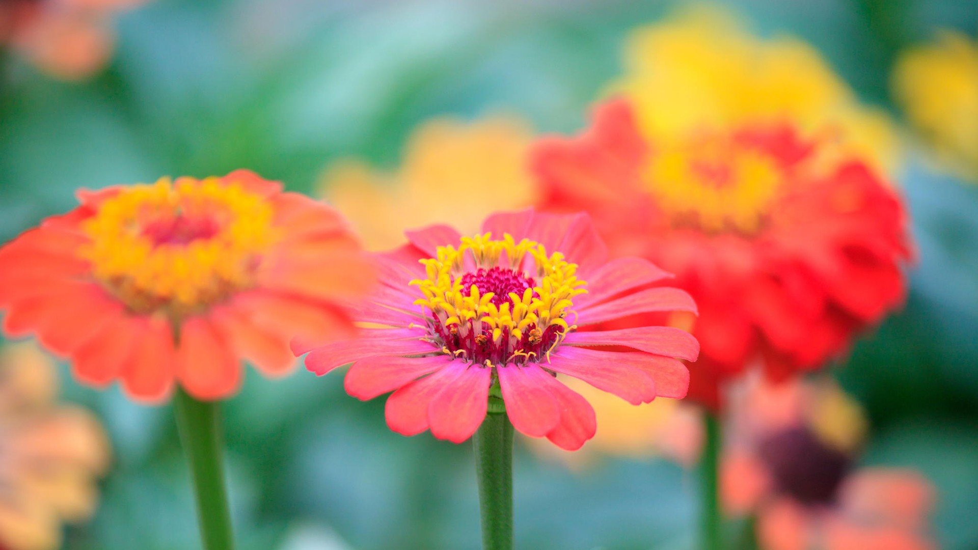 小清新 温暖 干净 安静 唯美 静物 物语 时光 花 清新淡雅 鸟语花香