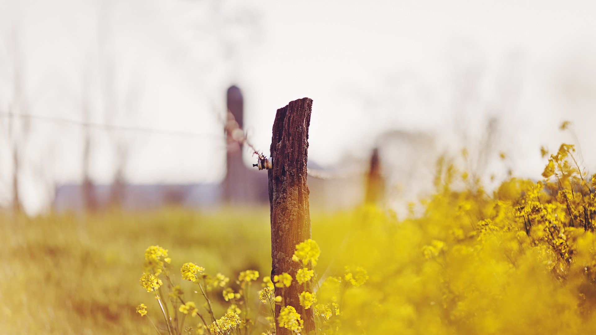 小清新 温暖 干净 安静 唯美 静物 物语 时光 花 清新淡雅 鸟语花香