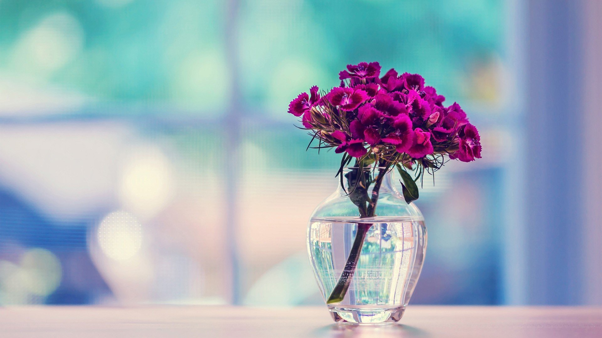 小清新 温暖 干净 安静 唯美 静物 物语 时光 清新淡雅 花朵