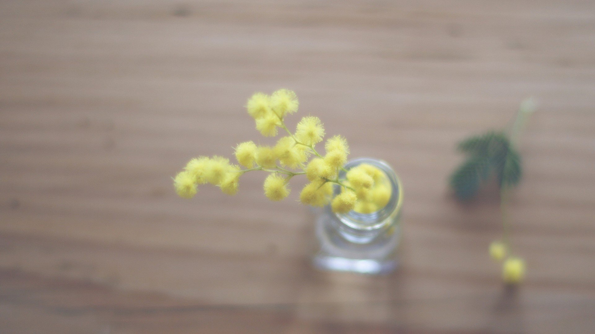 小清新 温暖 干净 安静 唯美 静物 物语 时光 清新淡雅 花朵
