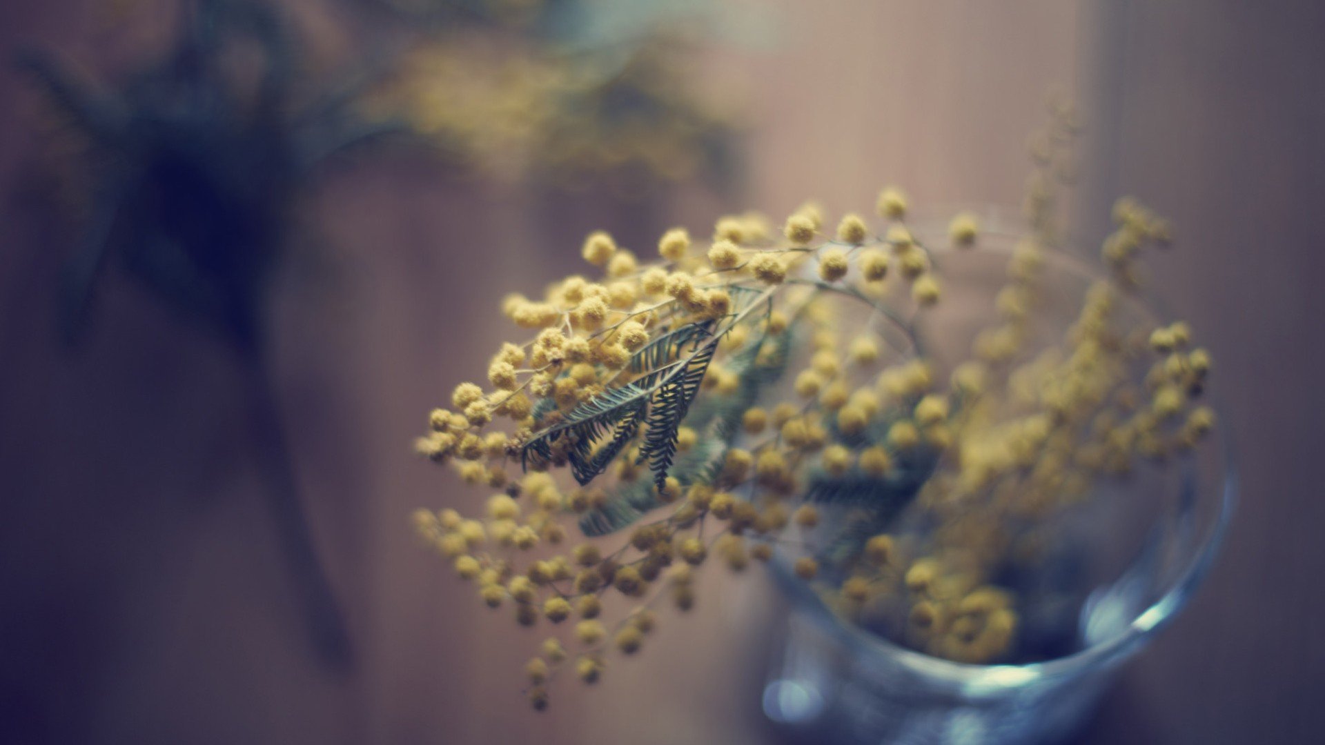 小清新 温暖 干净 安静 唯美 静物 物语 时光 清新淡雅 花朵