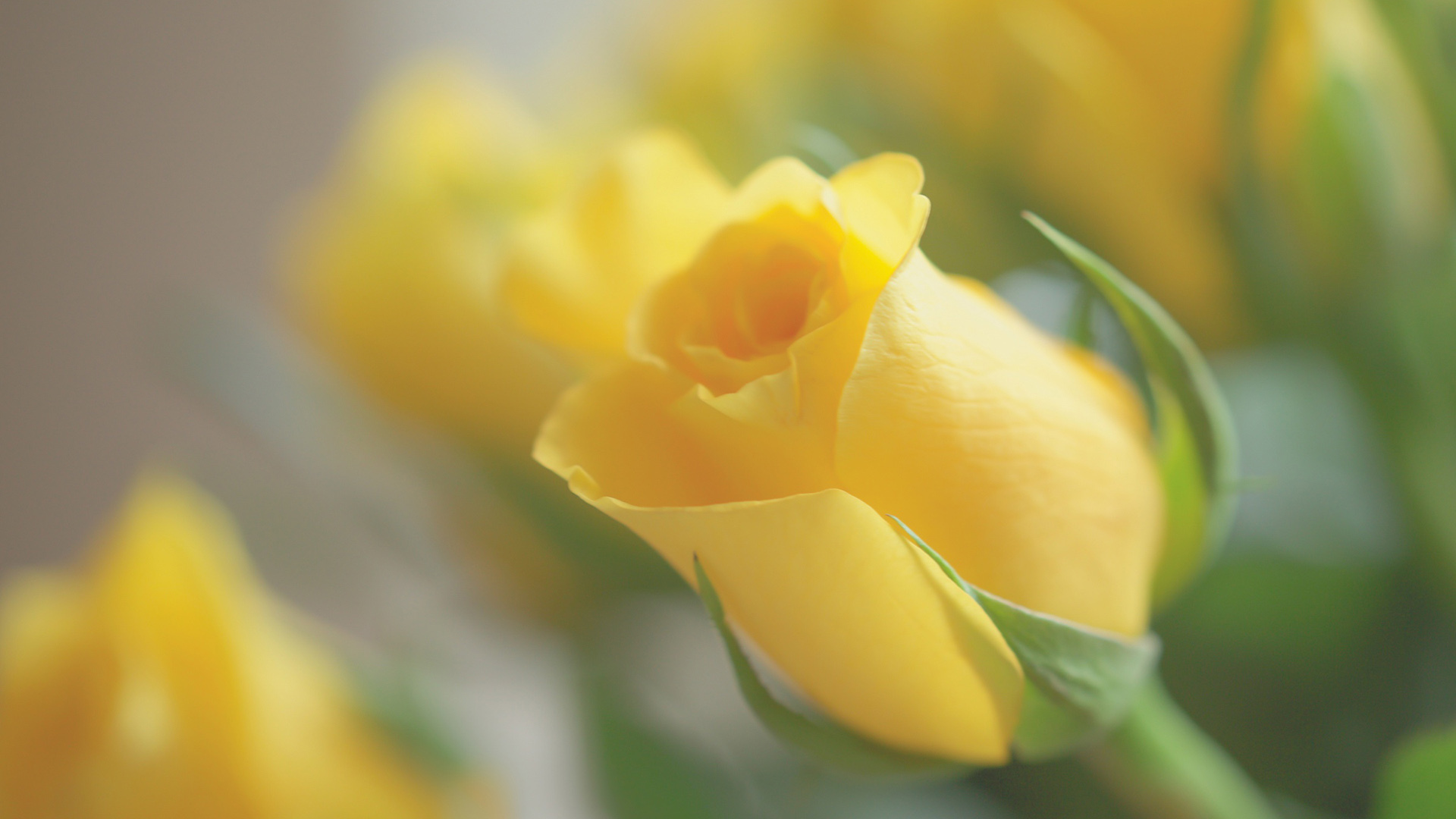 小清新 娇艳欲滴 花朵 玫瑰