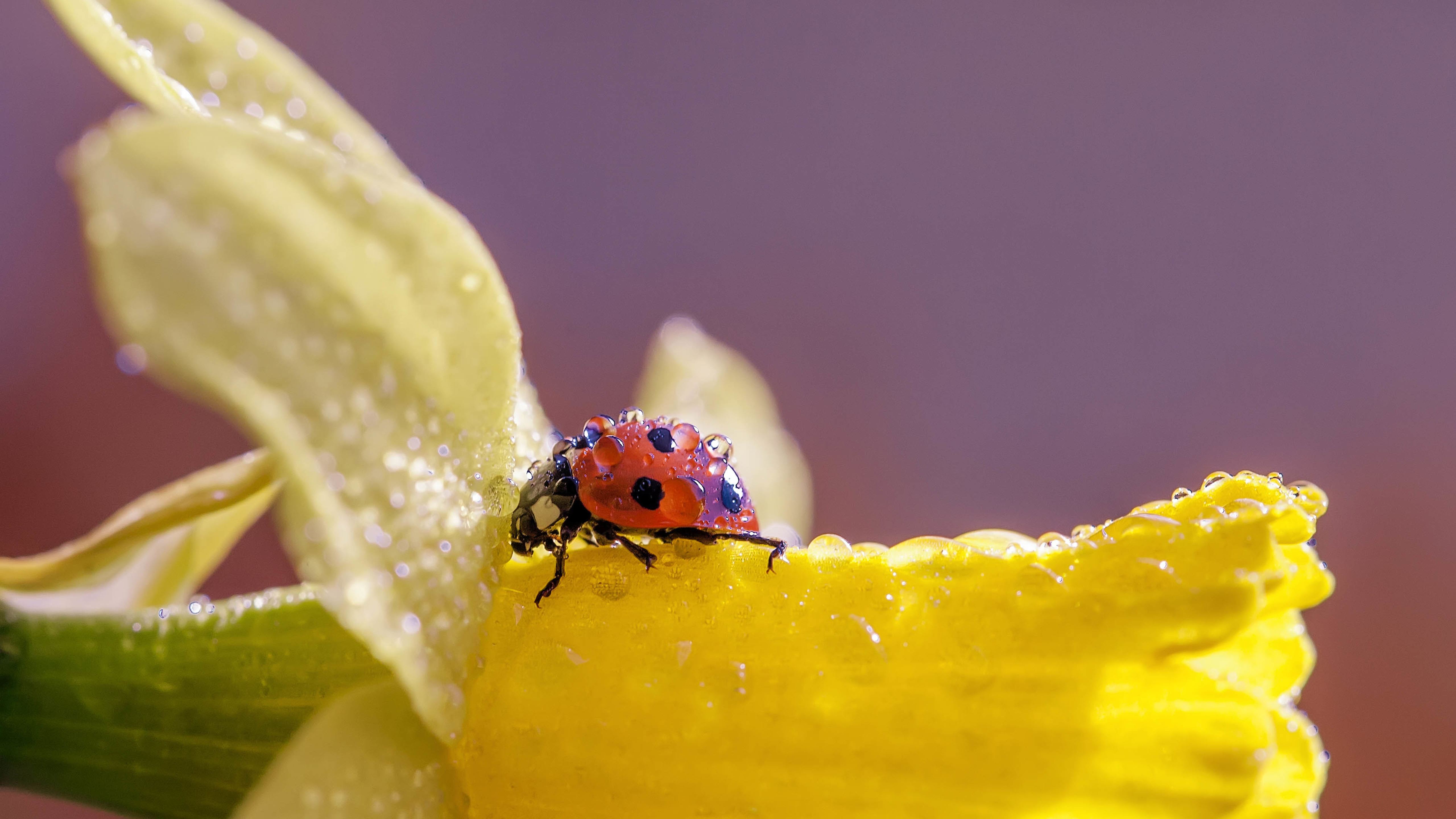 一朵花上的七星瓢虫