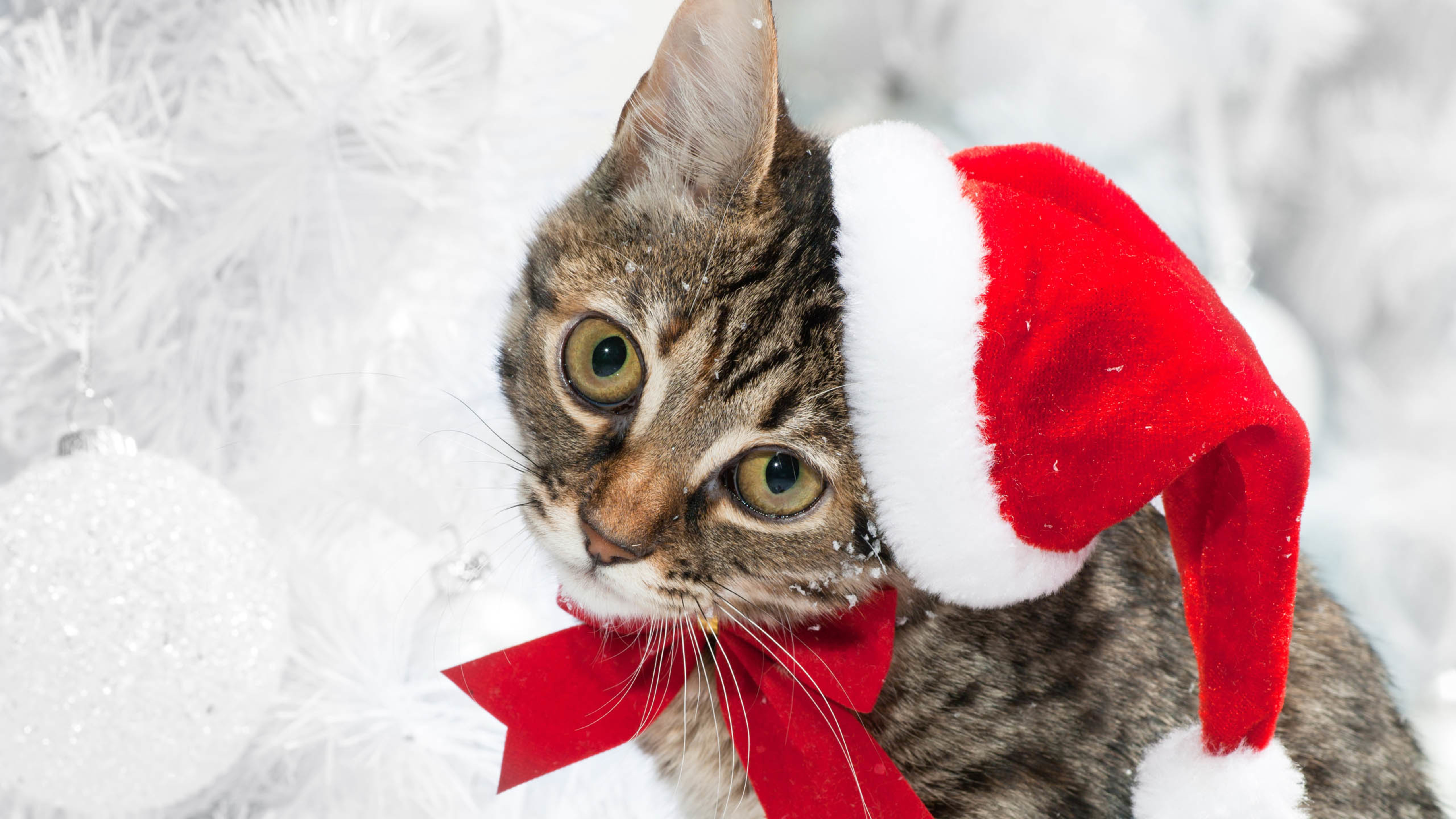 猫咪 帽子 雪地