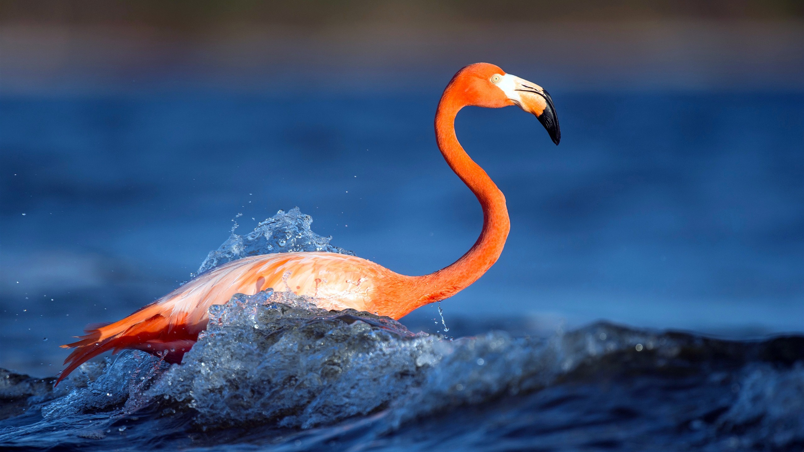 野生动物 2K 火烈鸟