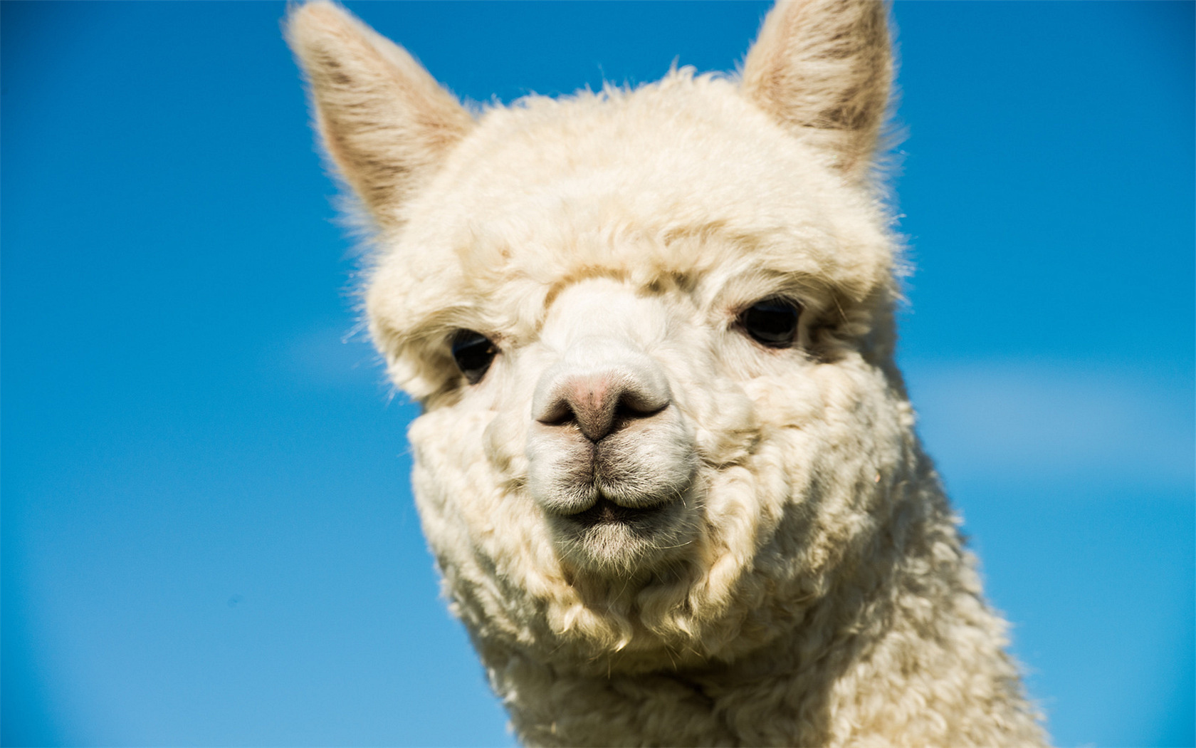 动物 羊驼 草泥马