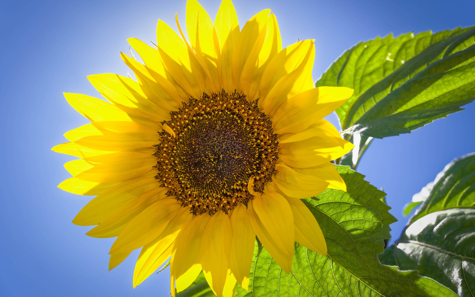 小清新 向日葵 鸟语花香