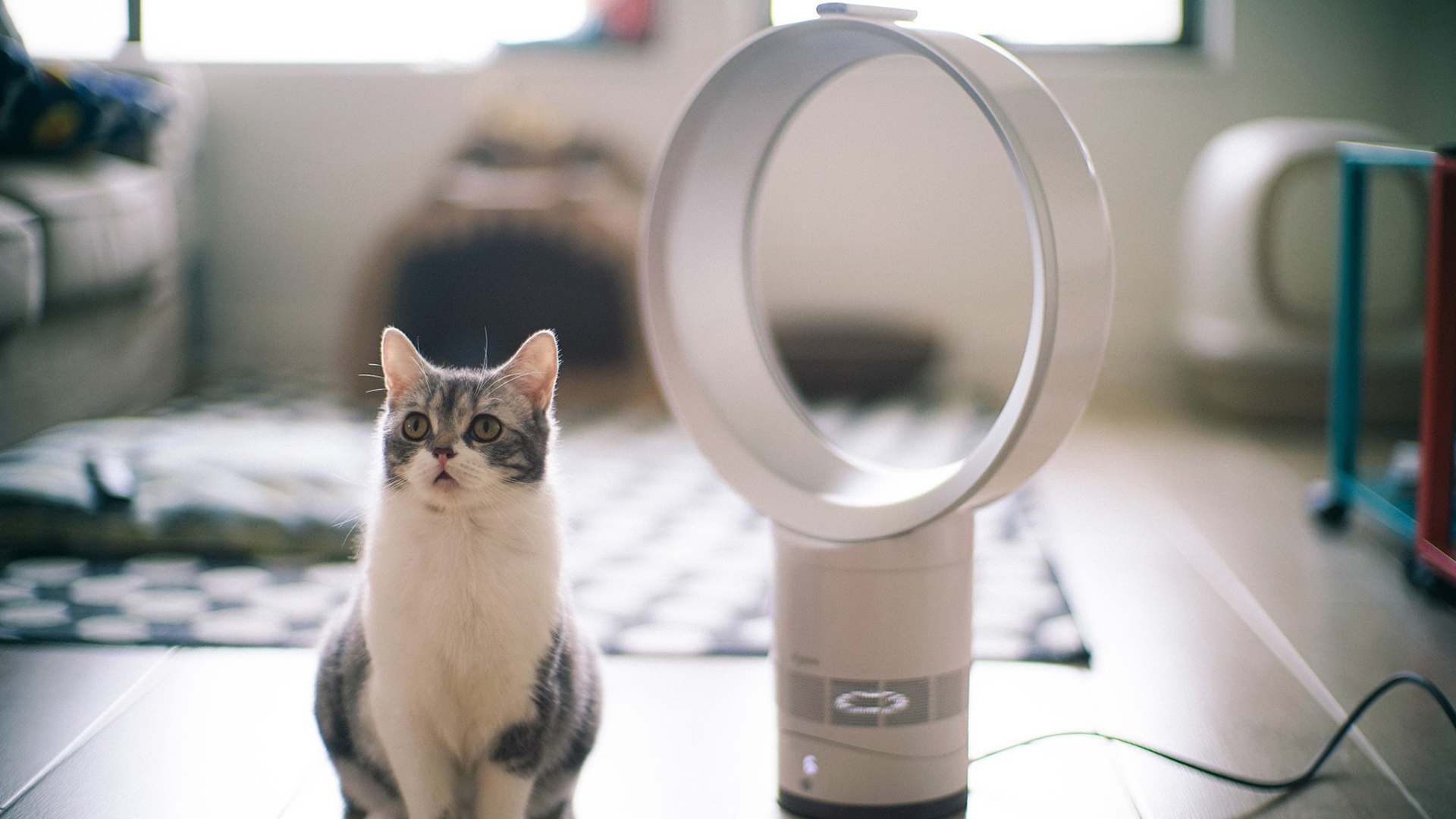 萌宠 喵星人 猫