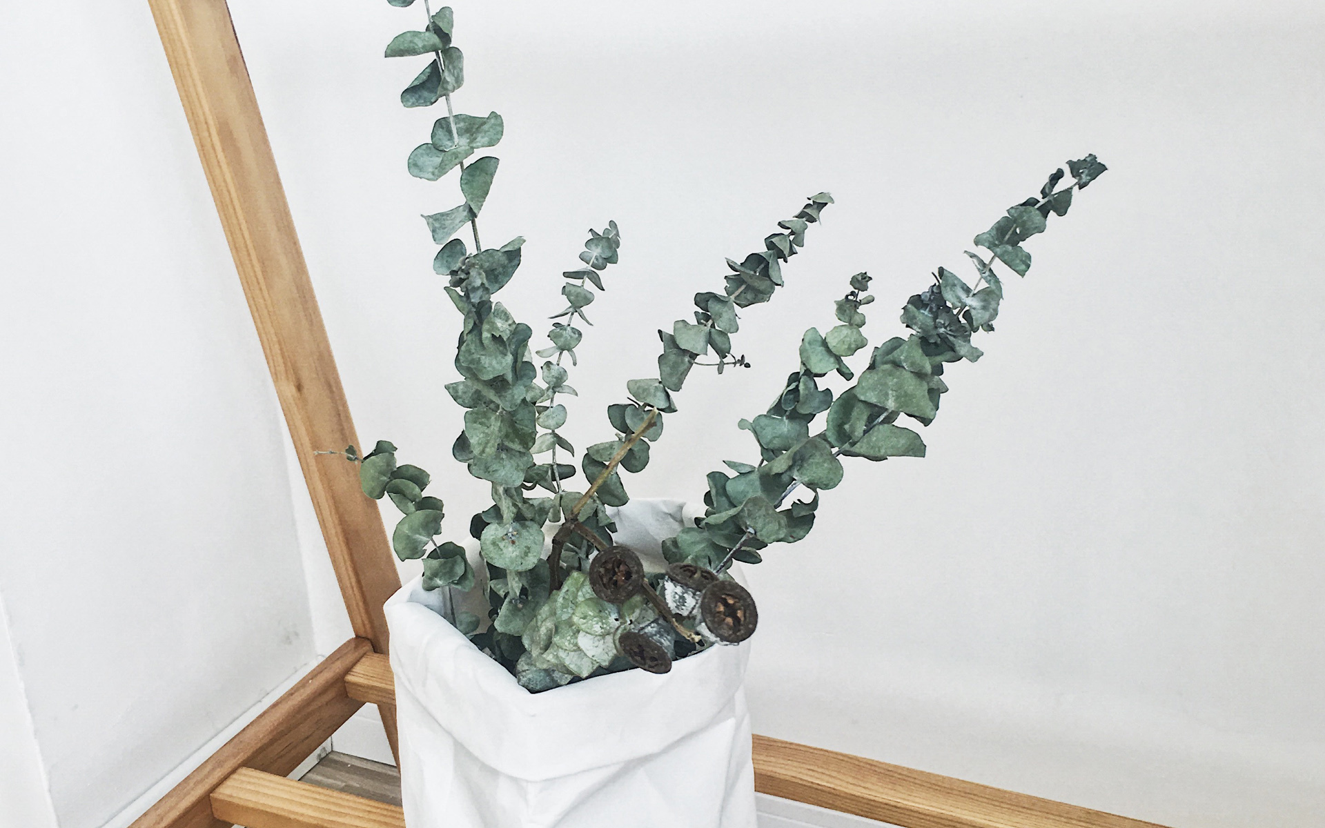 小清新 绿色 植物 日系