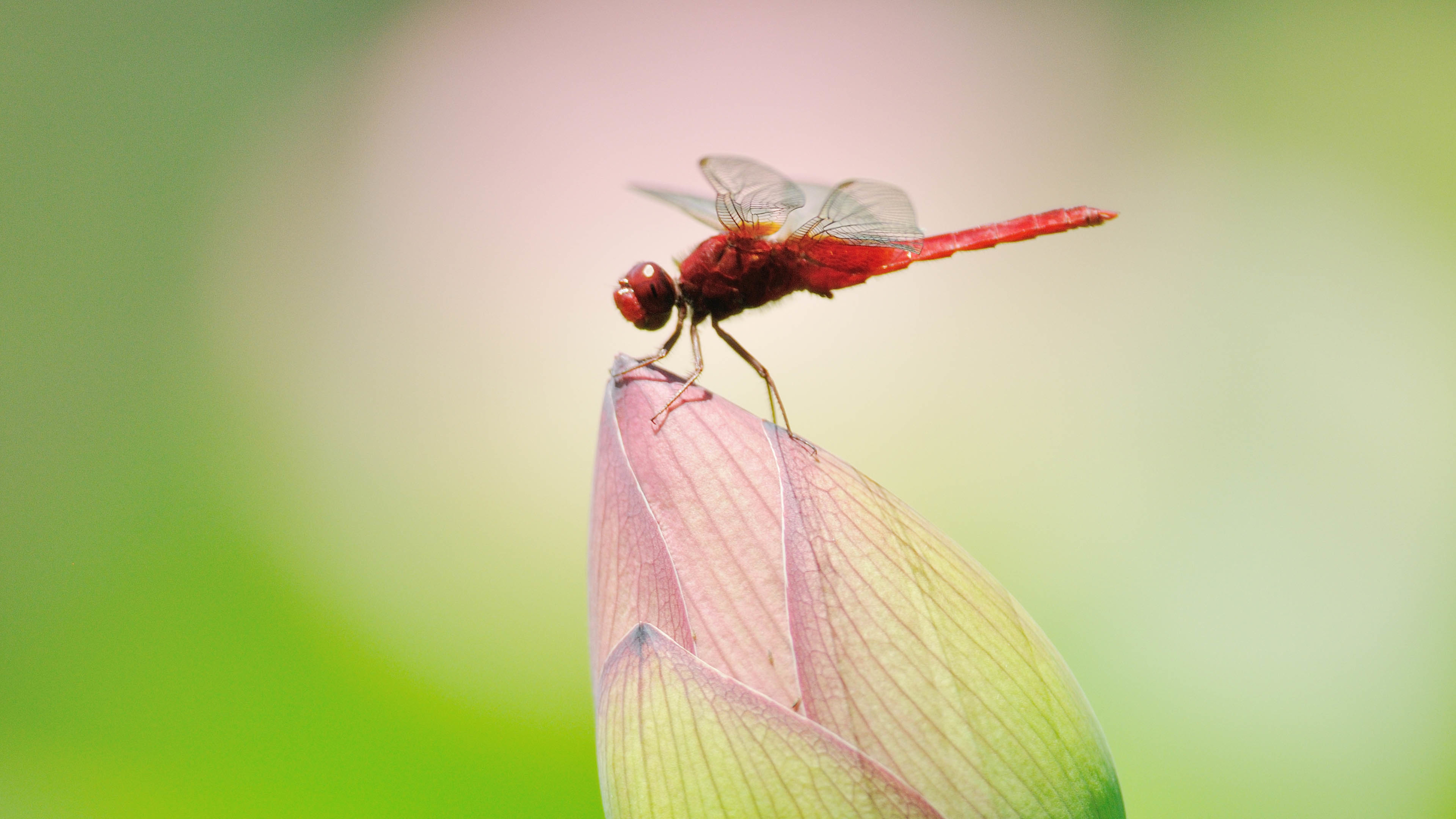 野生动物 红蜻蜓