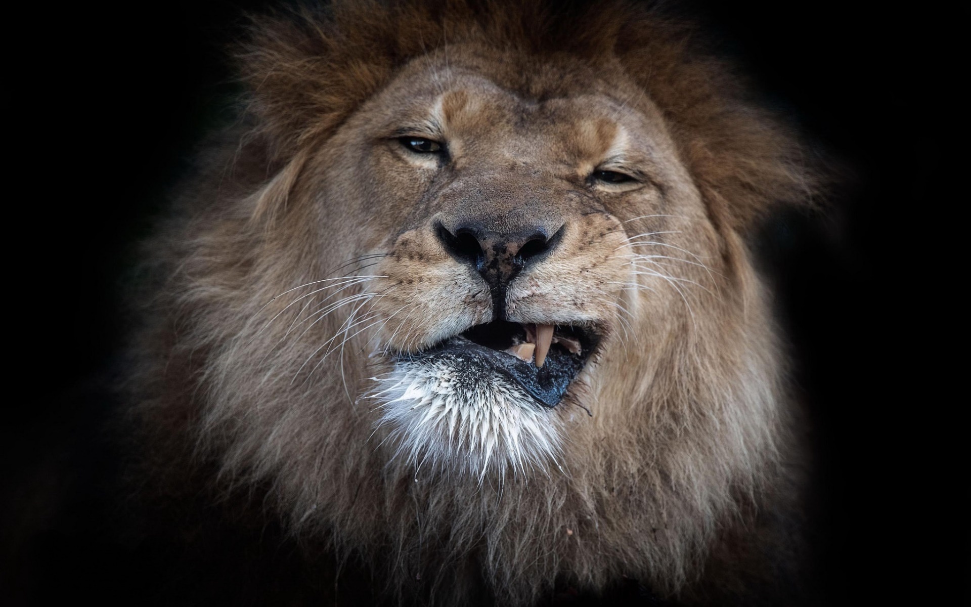 野生动物 雄狮 野兽 尖牙