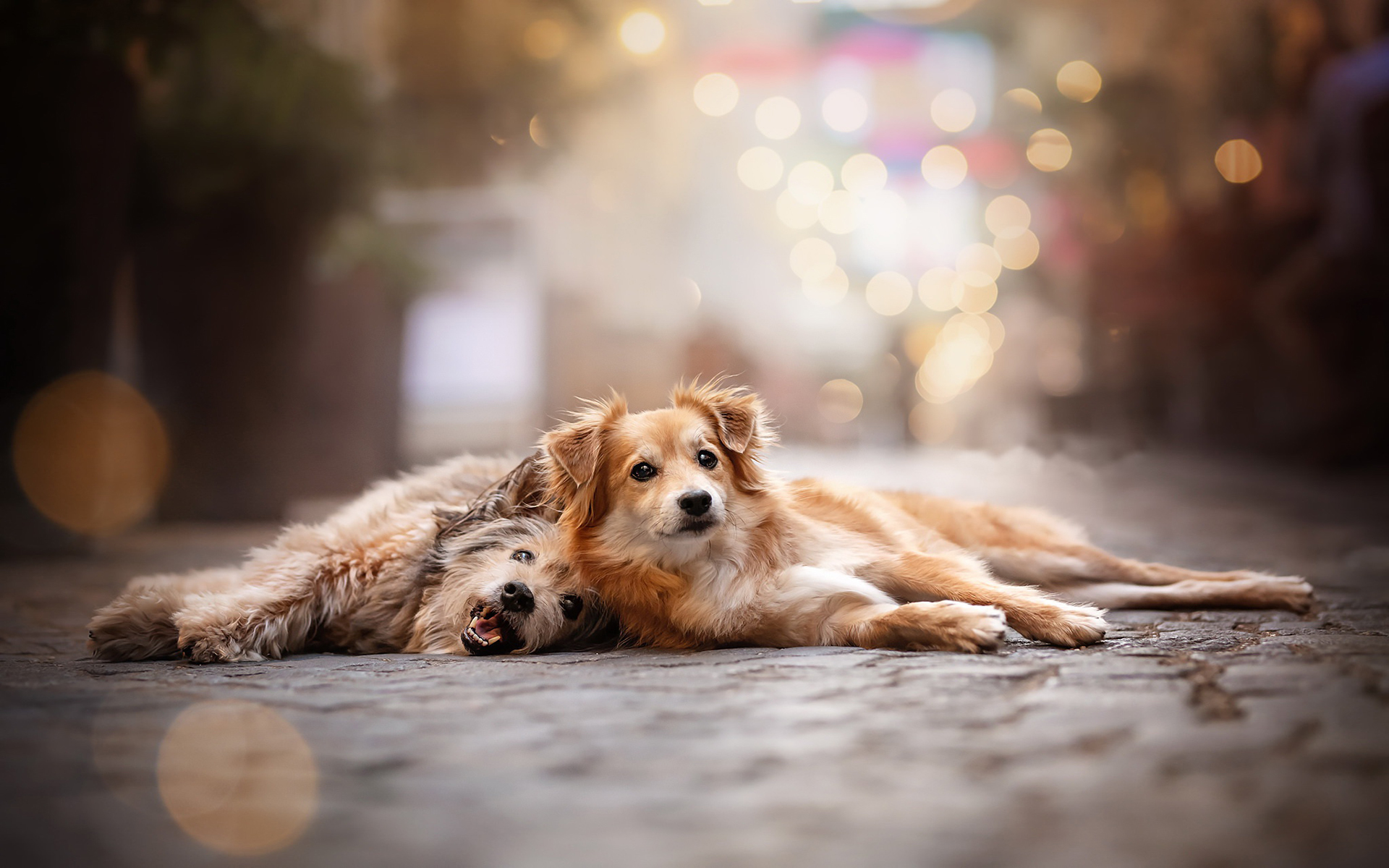 汪星人   安静的小狗  可爱  呆萌