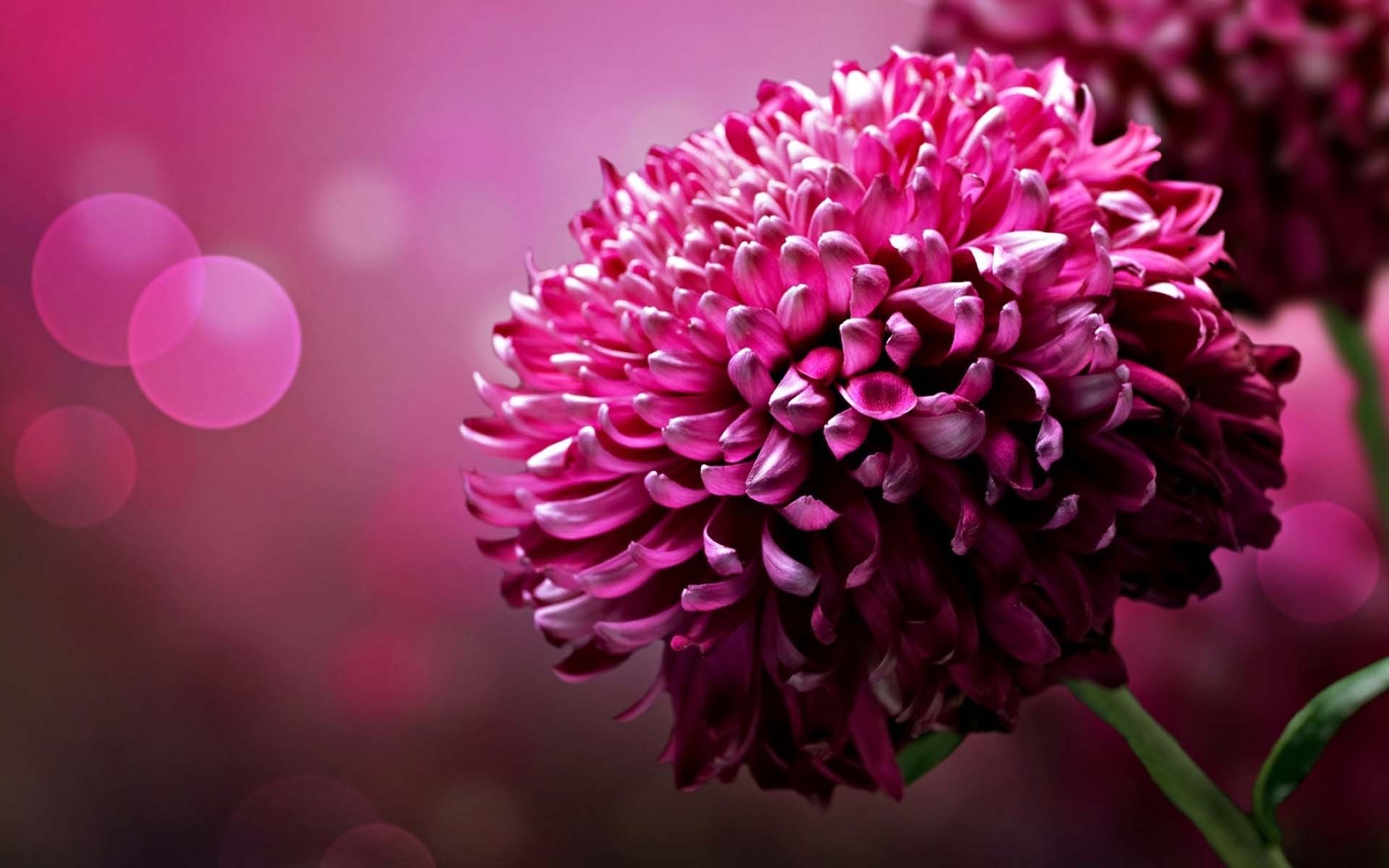 小清新 娇艳欲滴 花朵