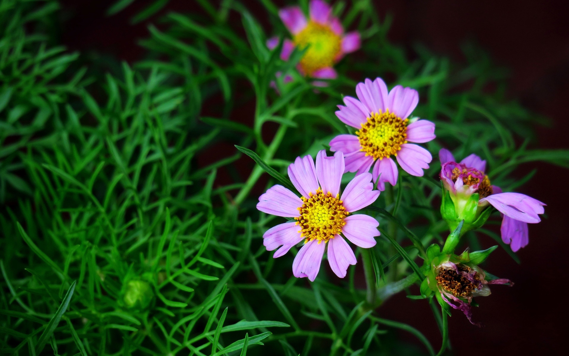 清新淡雅 紫色波斯菊