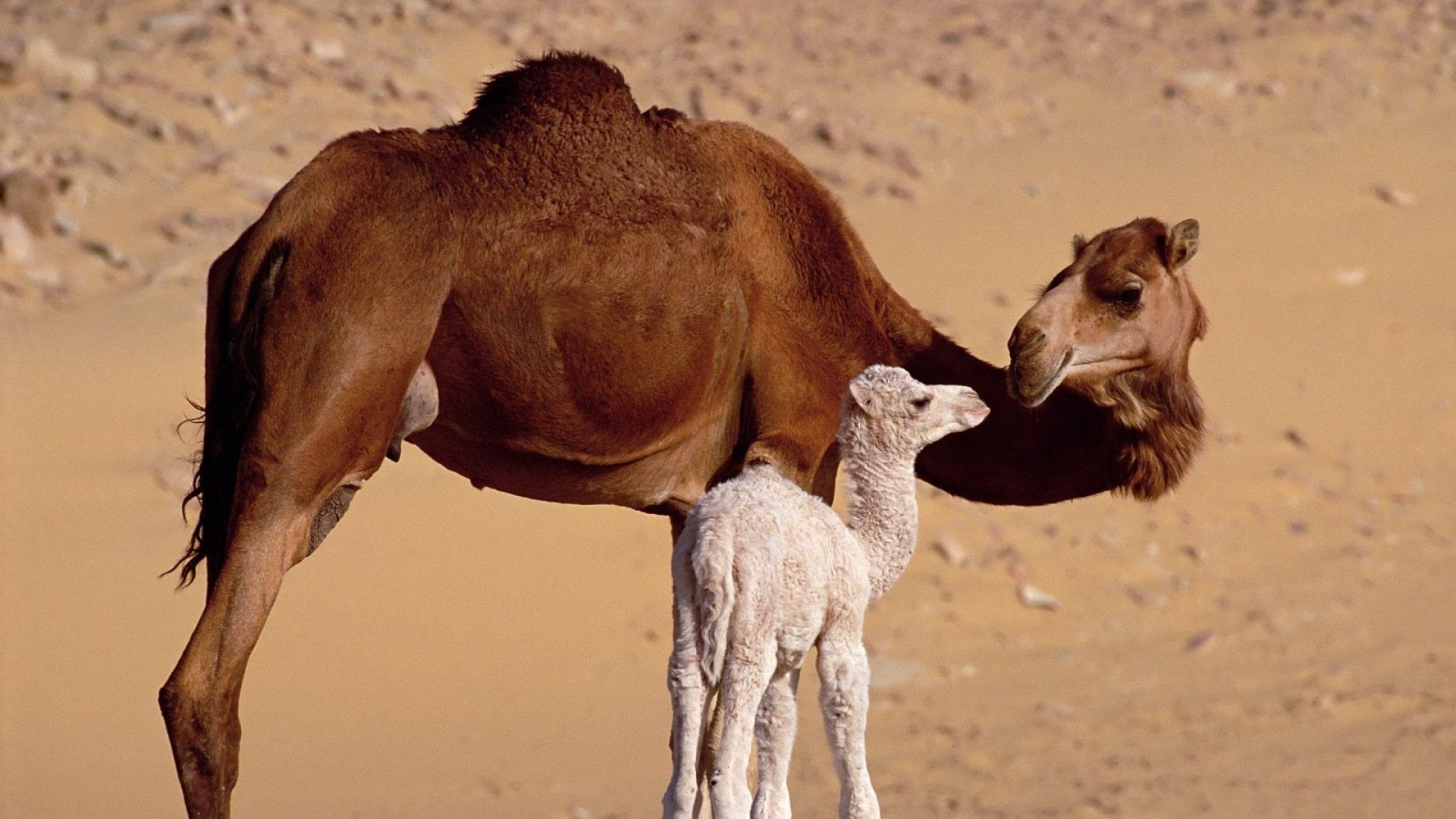 萌宠 骆驼 可爱 宽屏