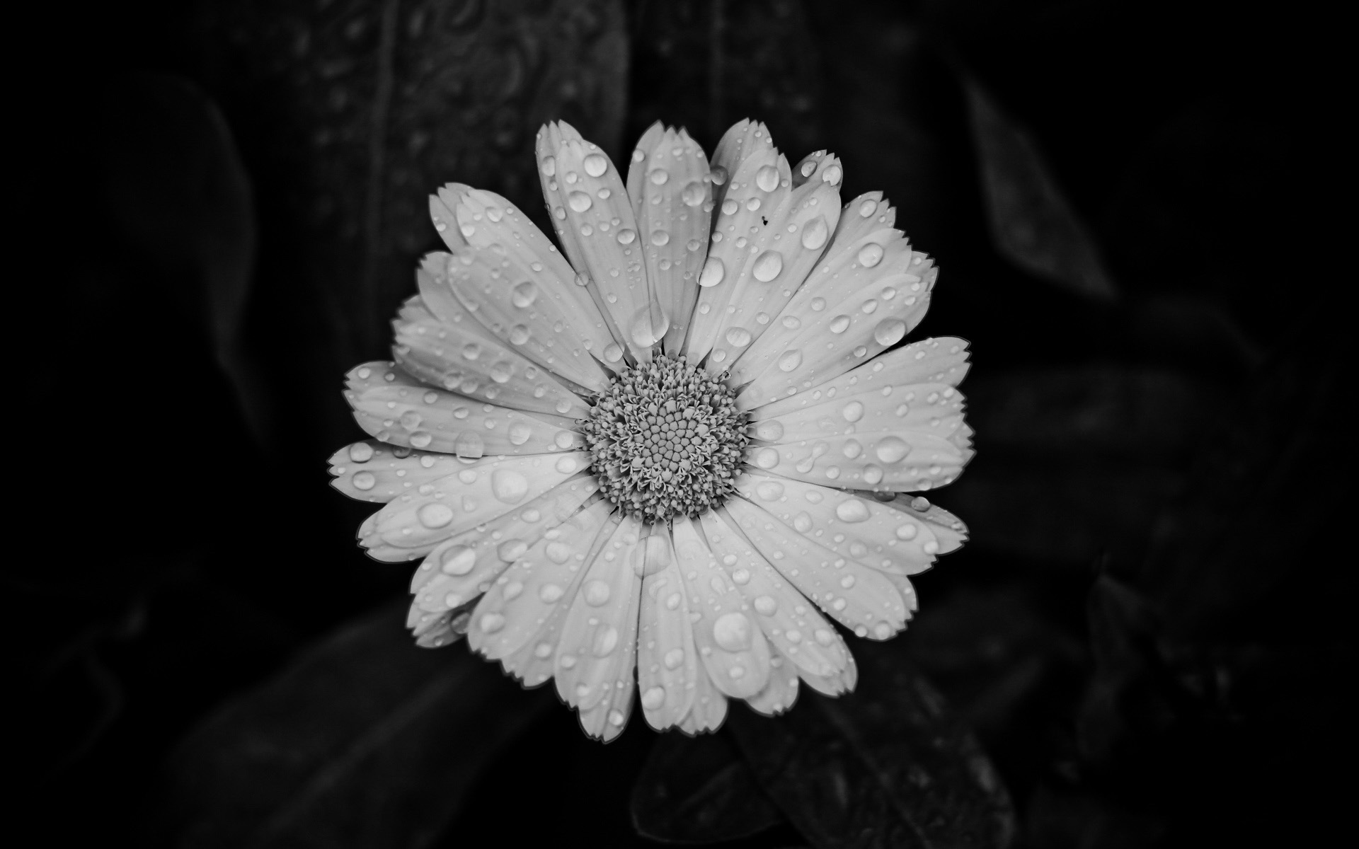 小清新  小花  简单   可爱    宽屏