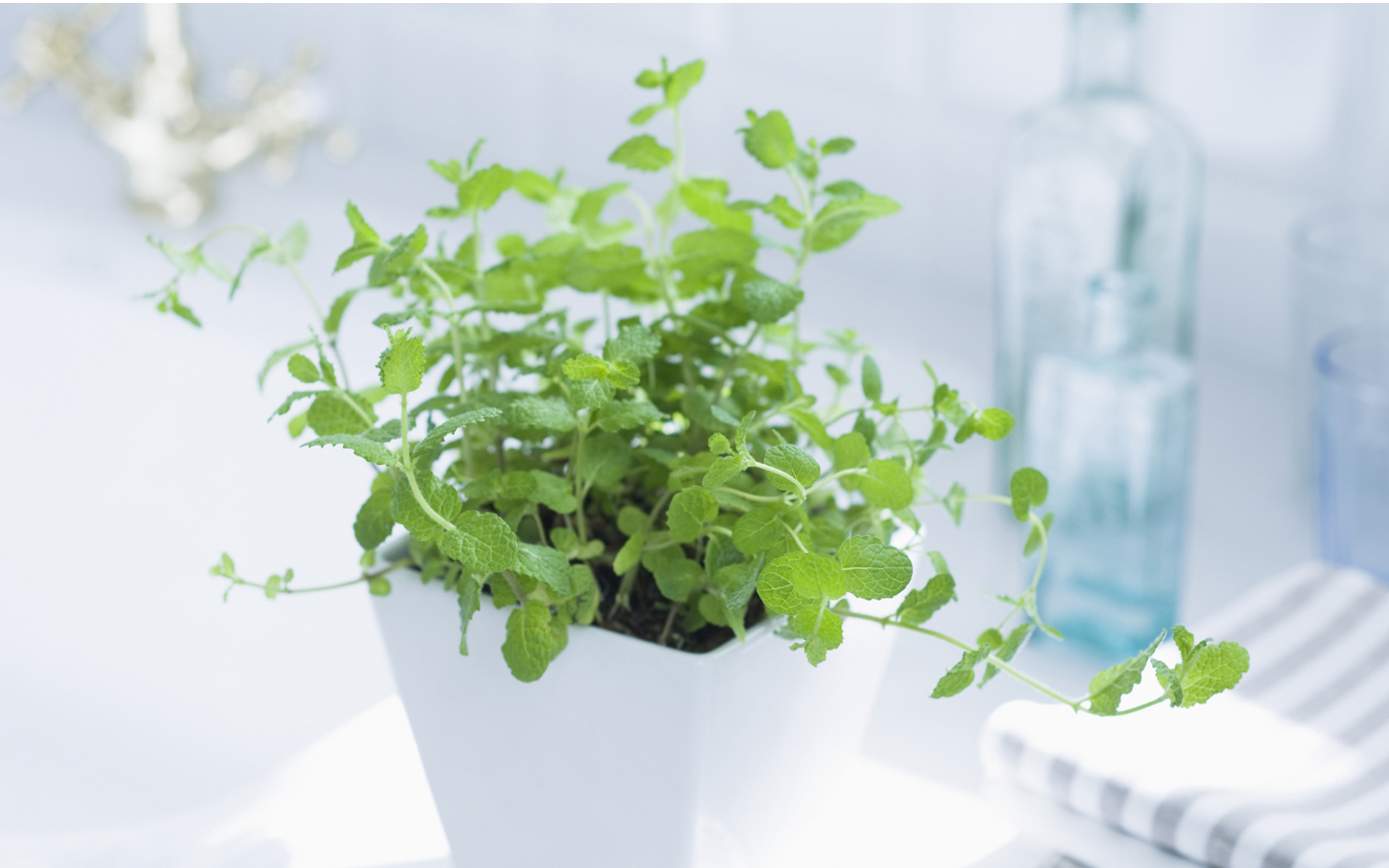 小清新 清新淡雅 盆栽