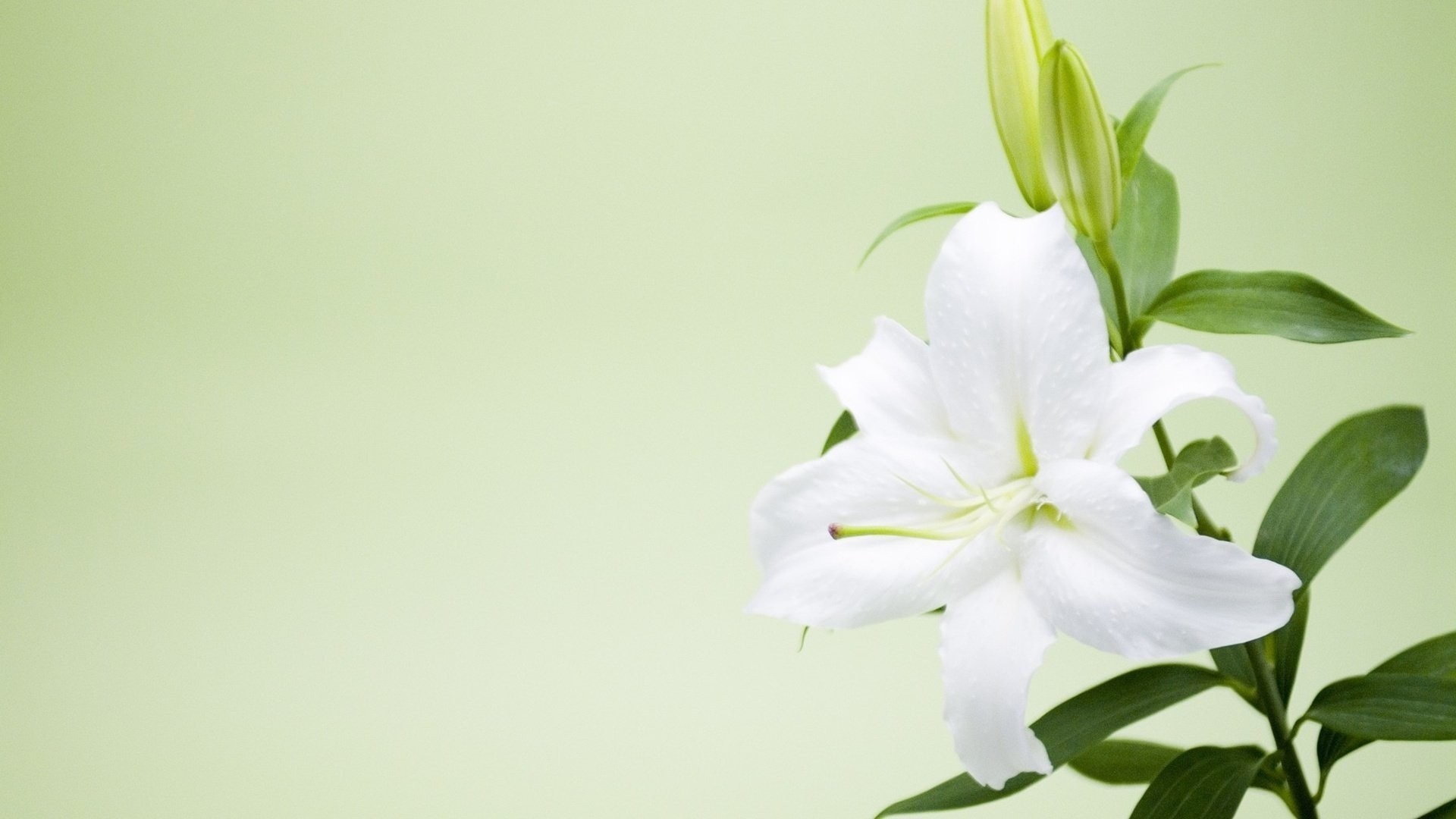 清新淡雅 百合 花