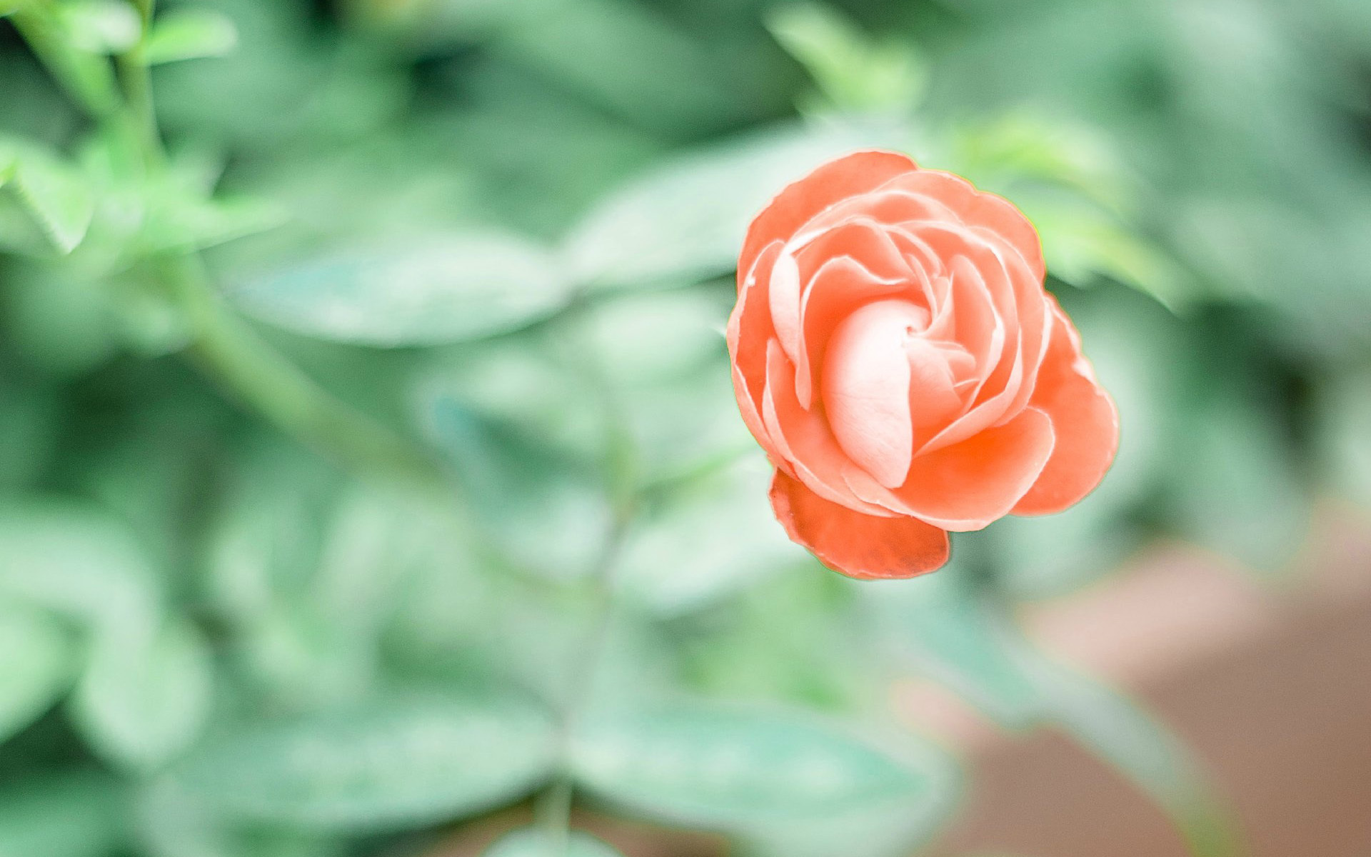 小清新 植物 花朵 娇艳欲滴