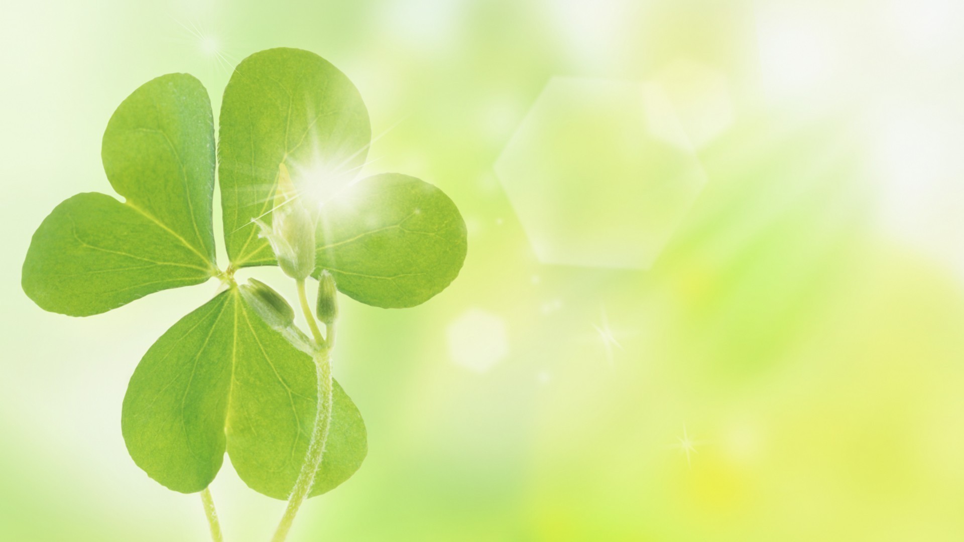 护眼壁纸 绿色 叶子 阳光