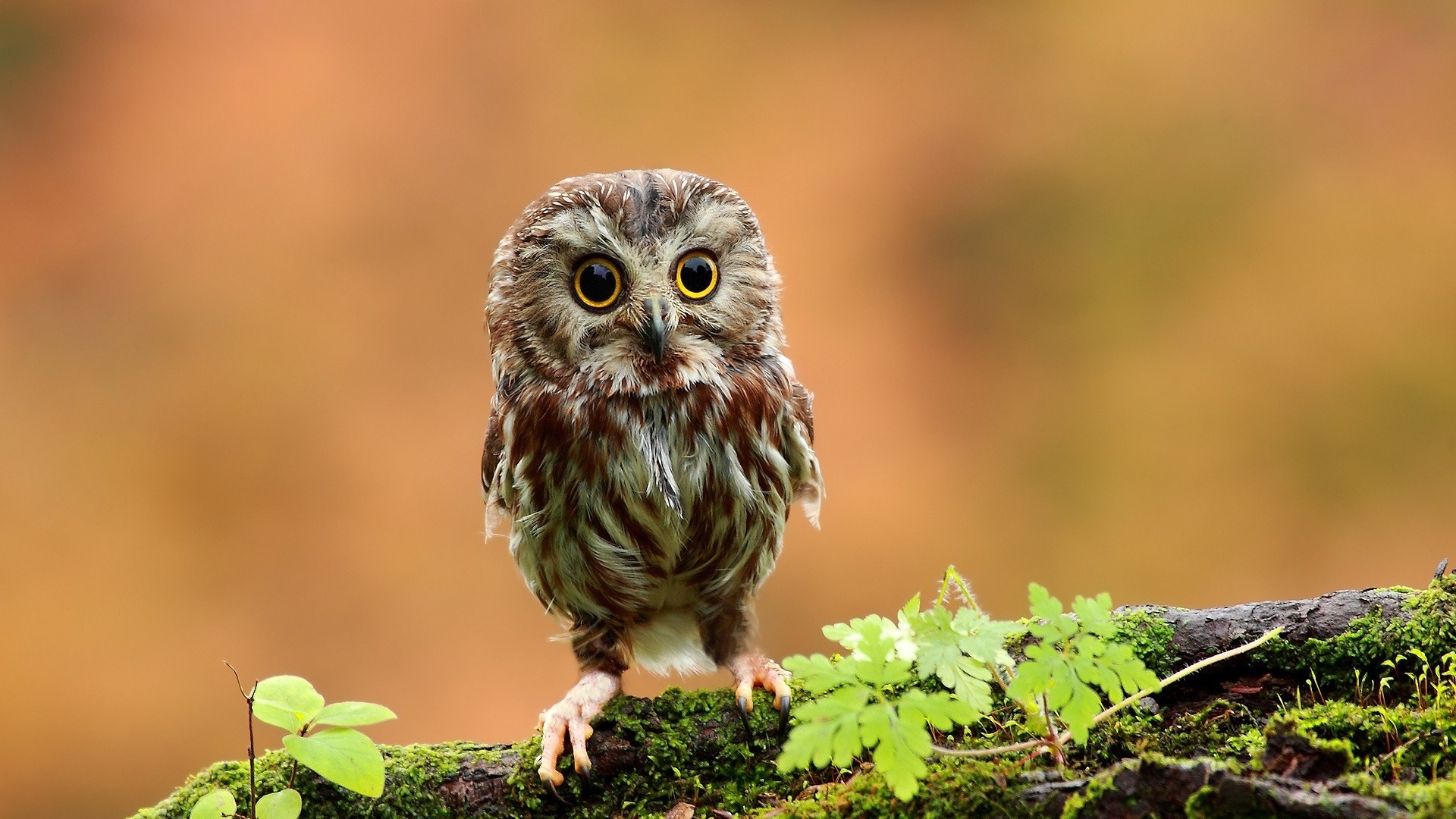 萌宠 猫头鹰 可爱 呆萌