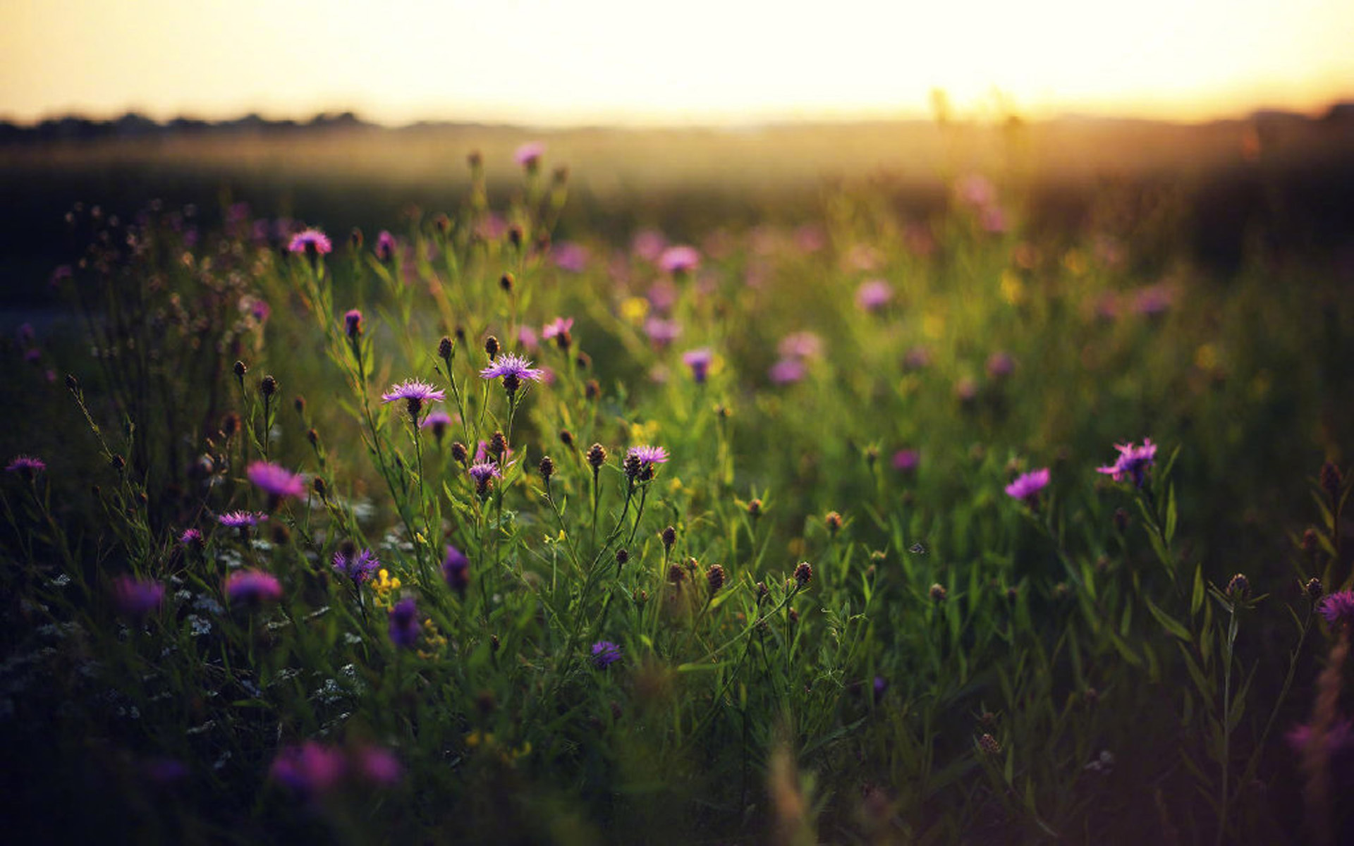 鸟语花香 小菊花
