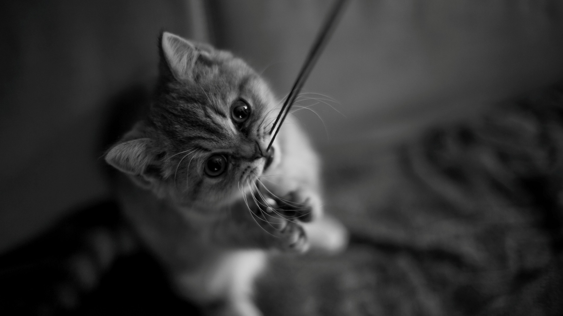 萌宠 动物 喵星人 猫