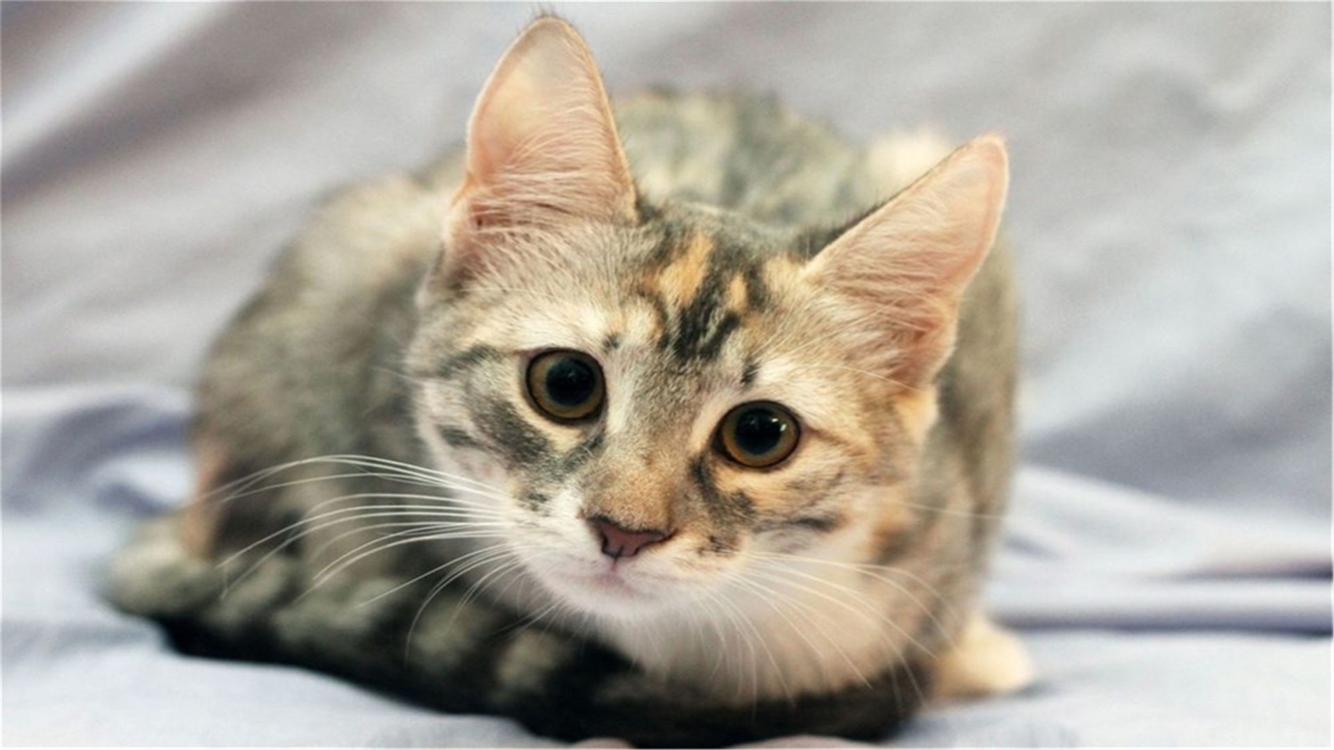 喵星人  萌宠小喵咪  呆萌