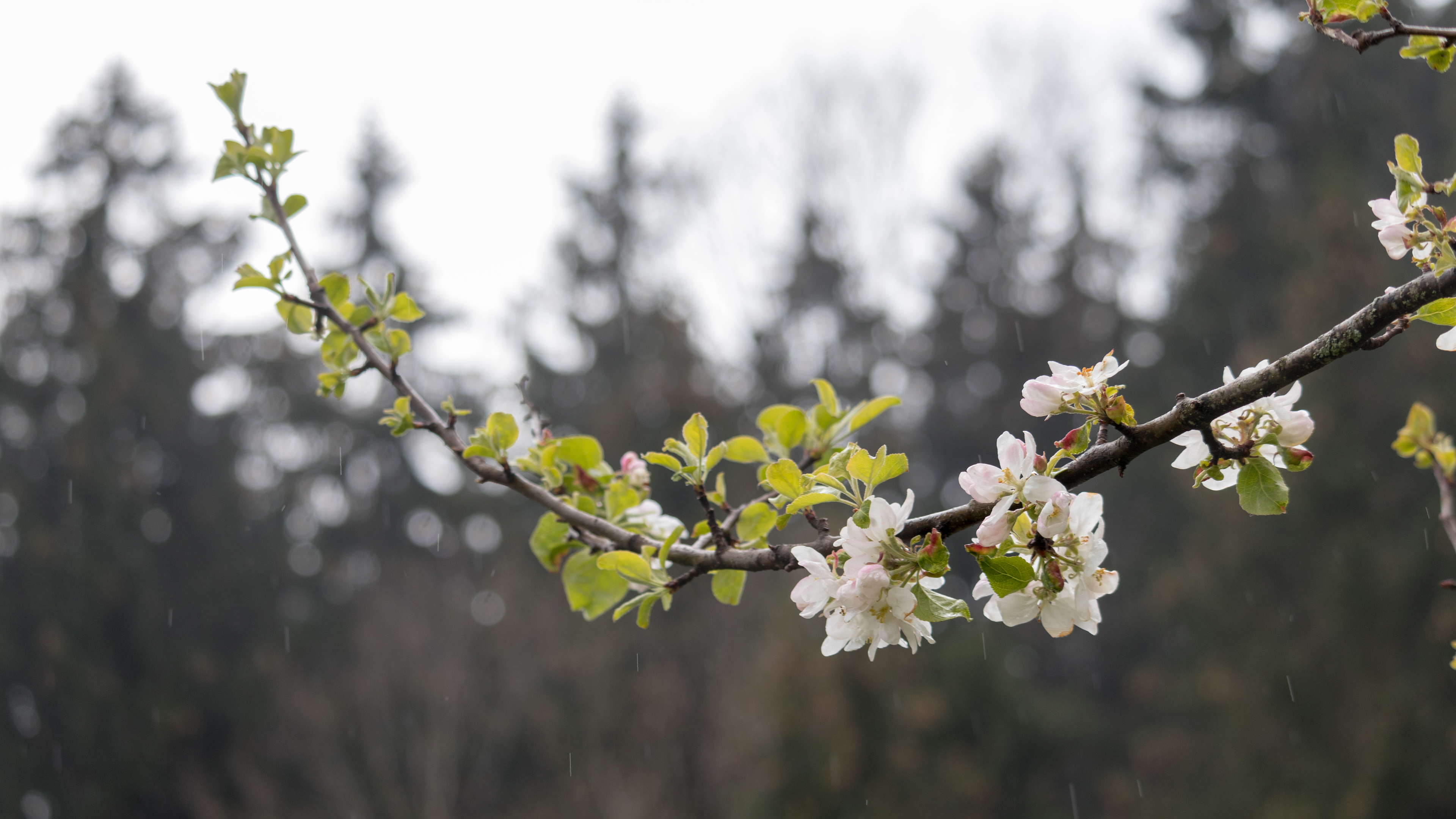 鸟语花香 春雨 迎春花