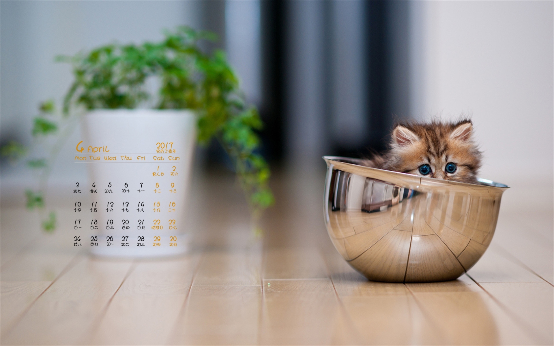 2017年4月 小猫咪