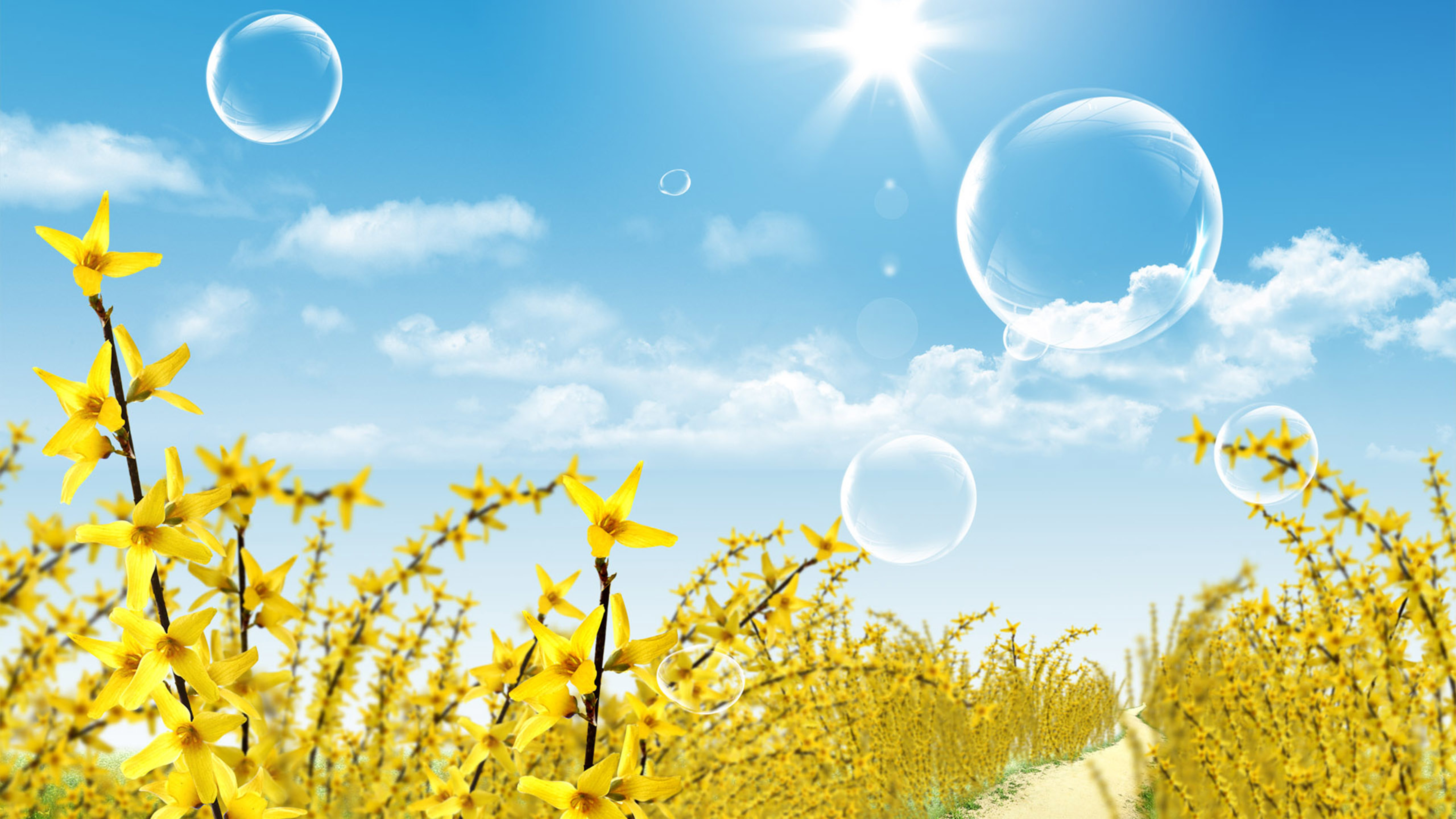 鲜花 蓝天 阳光