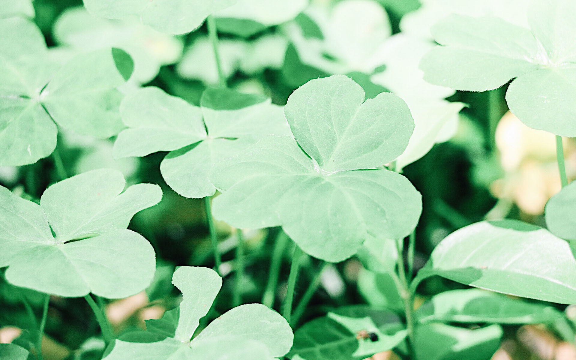 小清新 清新淡雅 植物