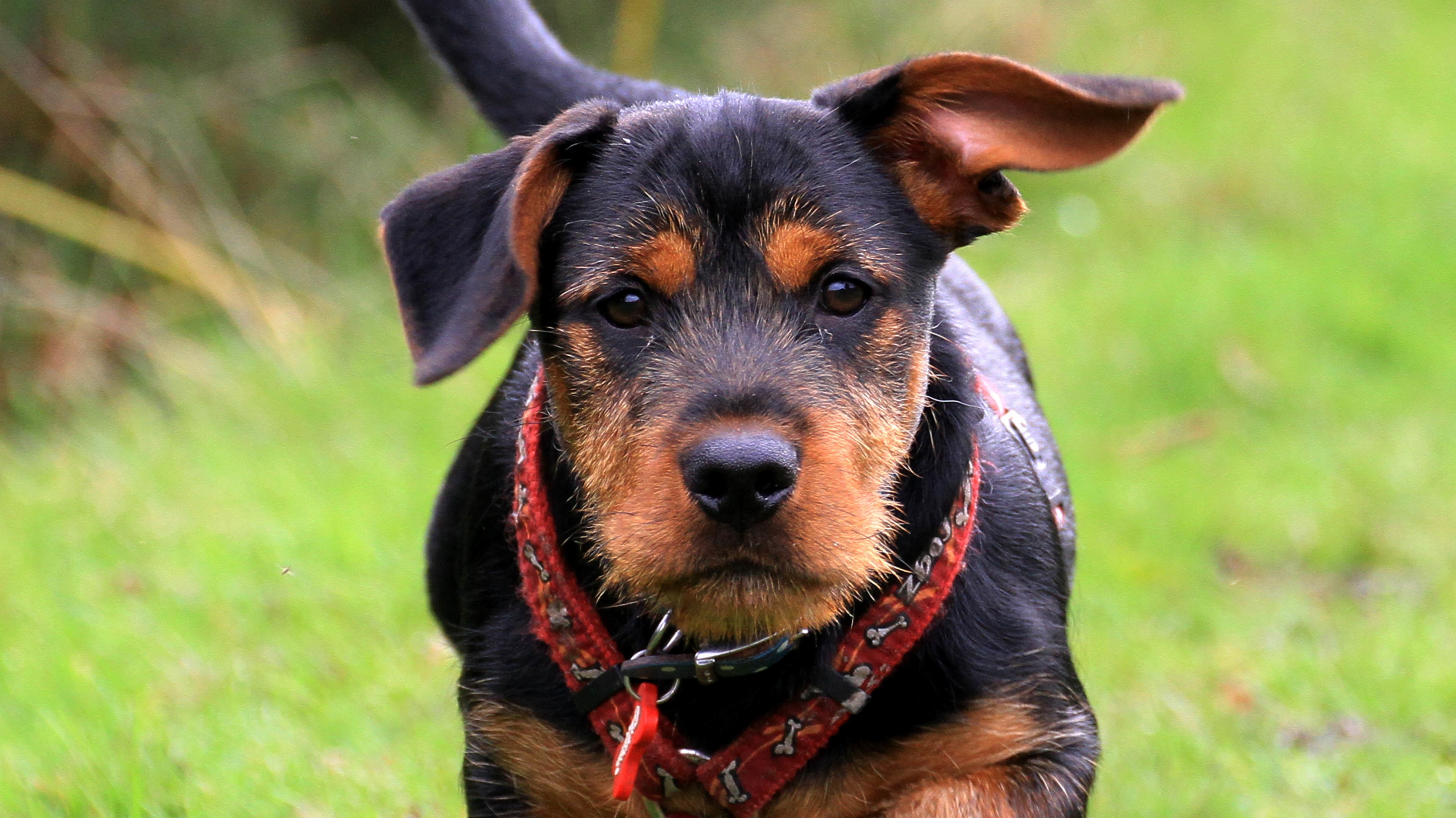 汪星人 狗 猎犬