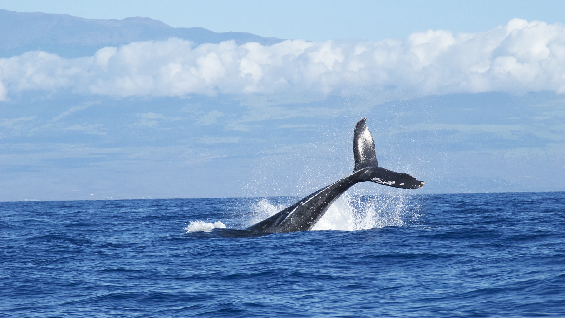 动物 鲸鱼 海底世界