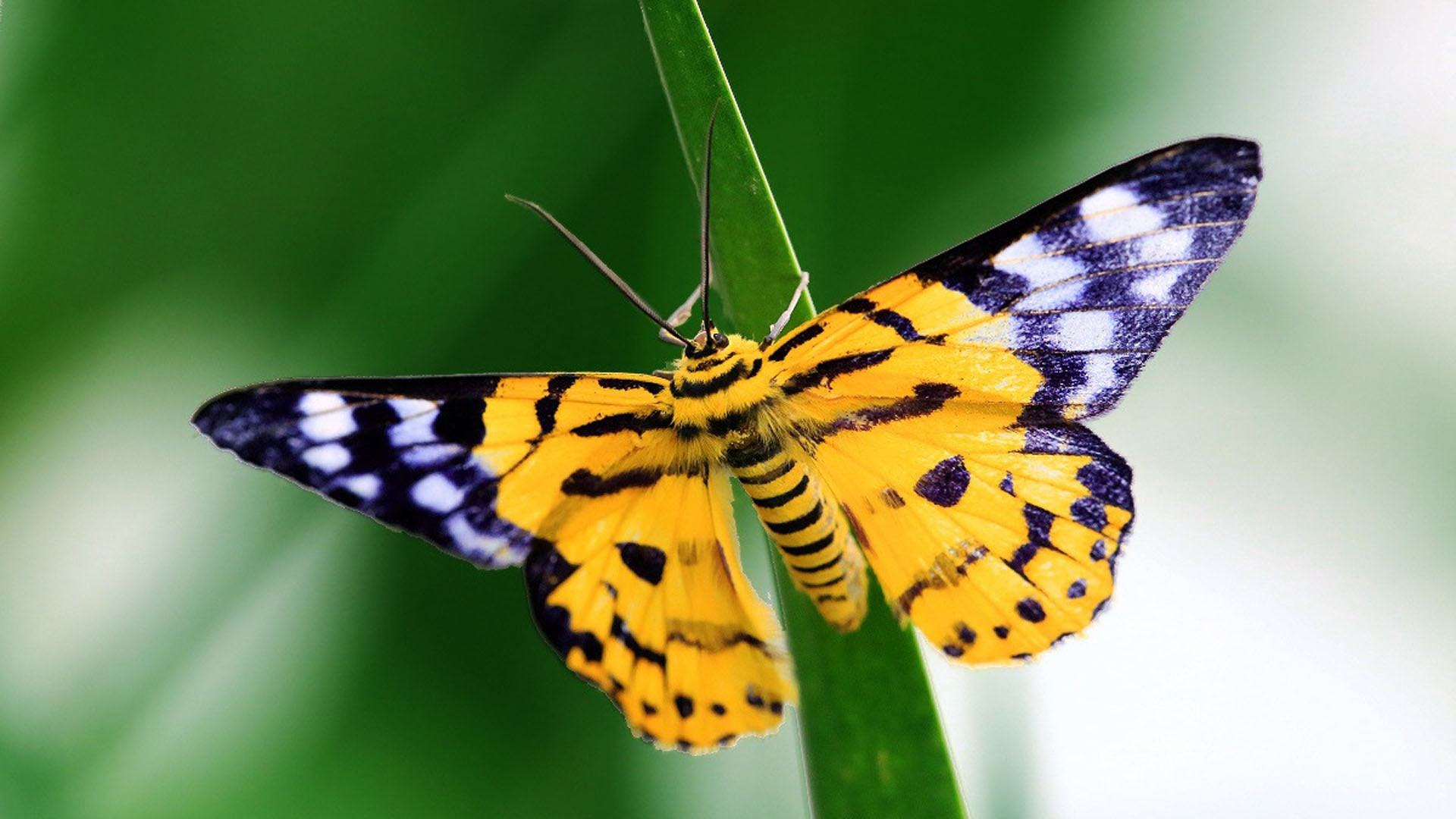 动物 昆虫 蝴蝶