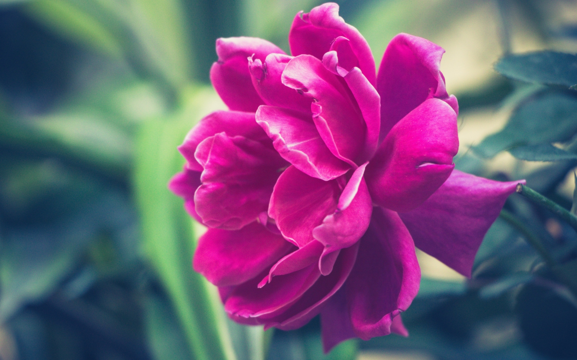 小清新 娇艳欲滴 牡丹花